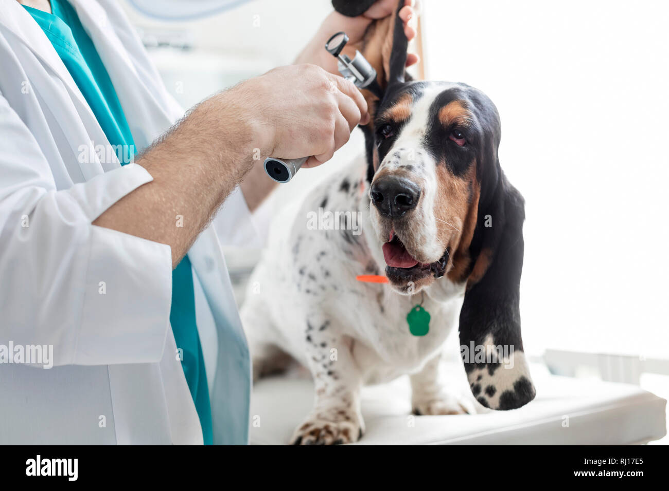 Midsection of doctor examining dog's ear with otoscope equipment at veterinary clinic Stock Photo