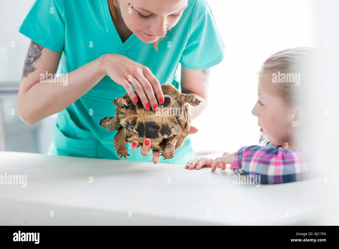 Girl looking at doctor examining turtle in veterinary clinic Stock Photo