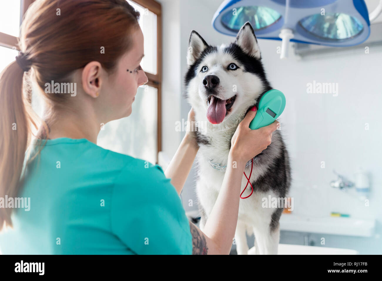 Doctor examining husky dog with equipment at veterinary clinic Stock Photo
