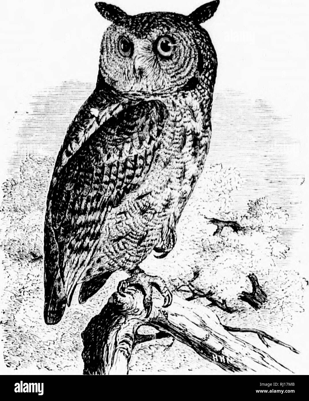 . A popular handbook of the ornithology of eastern North America [microform]. Birds; Ornithology; Oiseaux; Ornithologie. IS SCREECH OWL. MOTTLED OWL, RED OWL. Mkc;.scops asio. Char. Of two phases, brownish gray and brownish red. Above, mottled with darker shades of the prevailing cohjr and with blacixish ; below, dull whitish or with a rufous tint aud heavily marked with dull brown or blackish. In highly colored red examples the spots arc less frequent. Large ear tufts ; wings and tail barred with the light and dark colors ; legs feathered and toes bristled. Length 7 to 10 inches. Nest. In a  Stock Photo