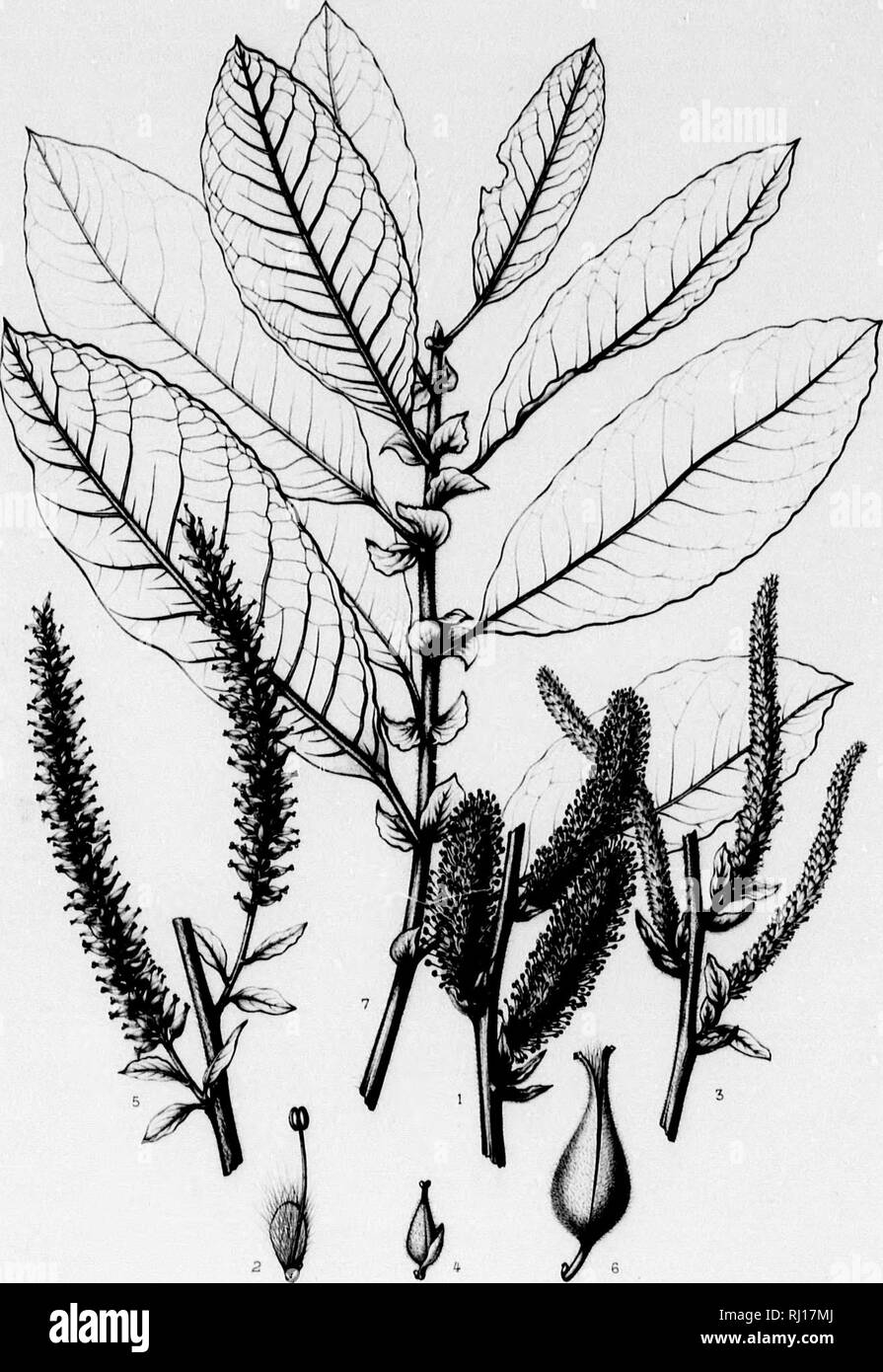 . The silva of North America [microform] : a description of the tree ...