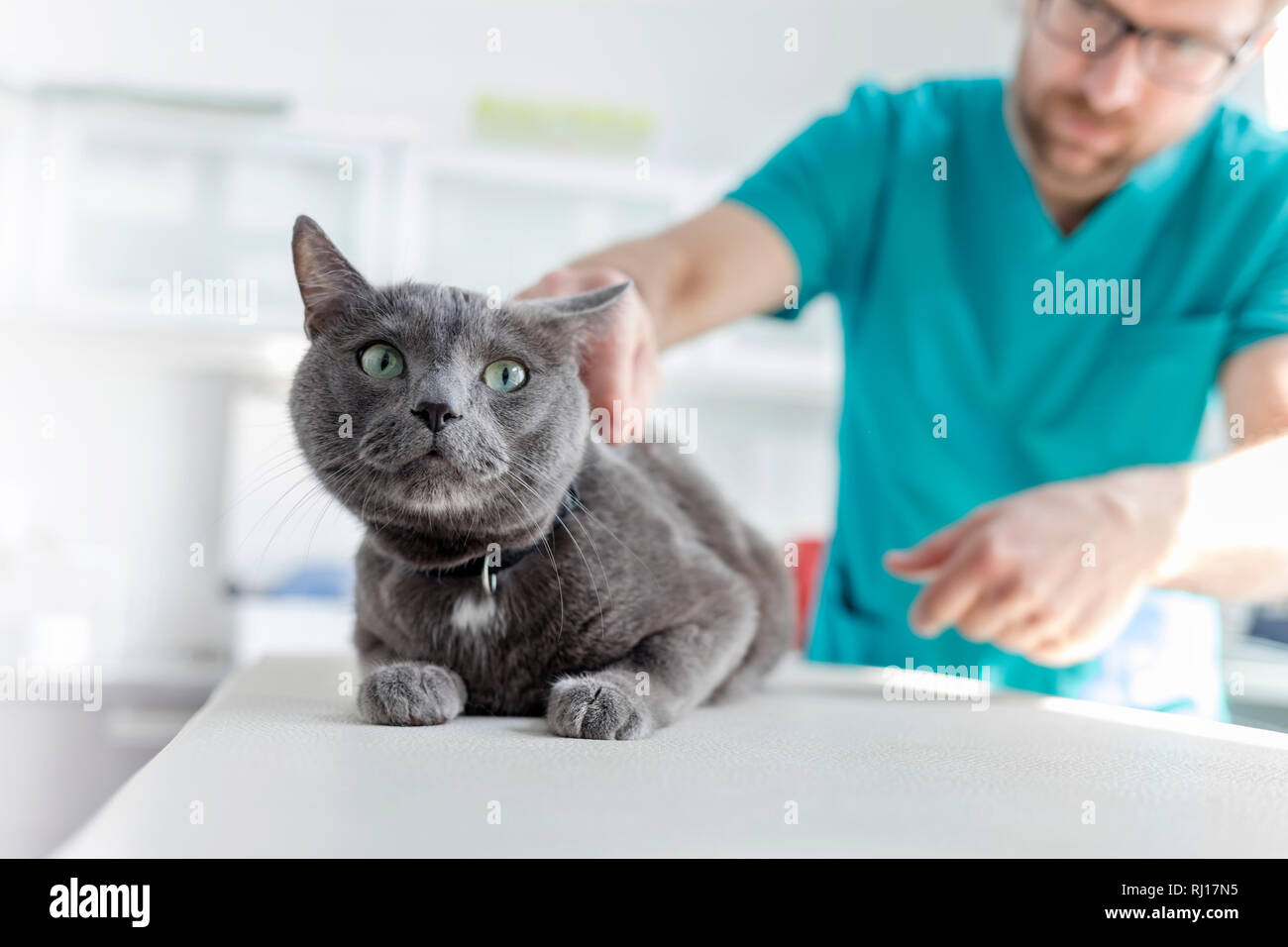 Doctor examining Russian Blue cat on bed at veterinary clinic Stock Photo
