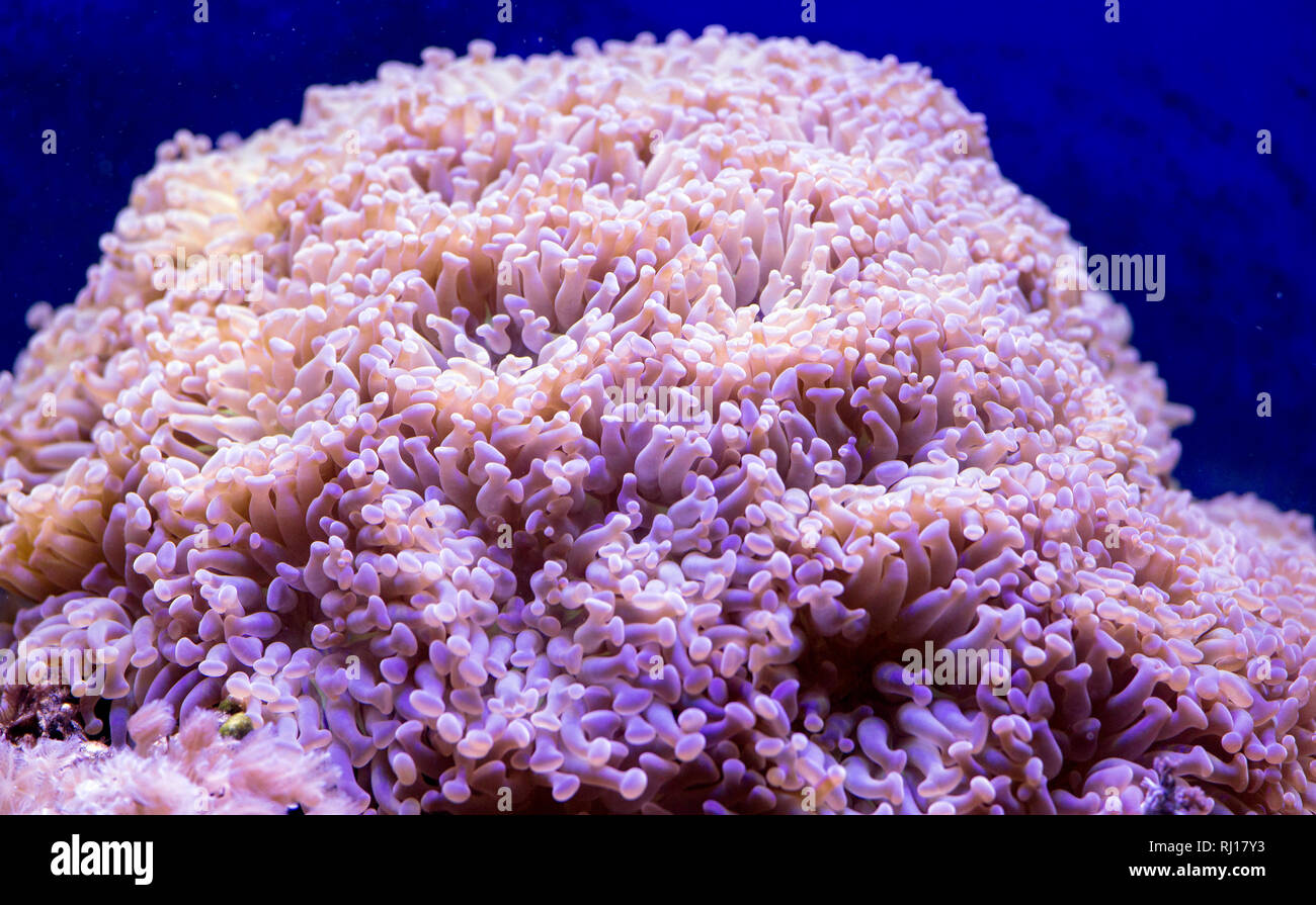 Close up photo of an euphillia coral in aquarium Stock Photo