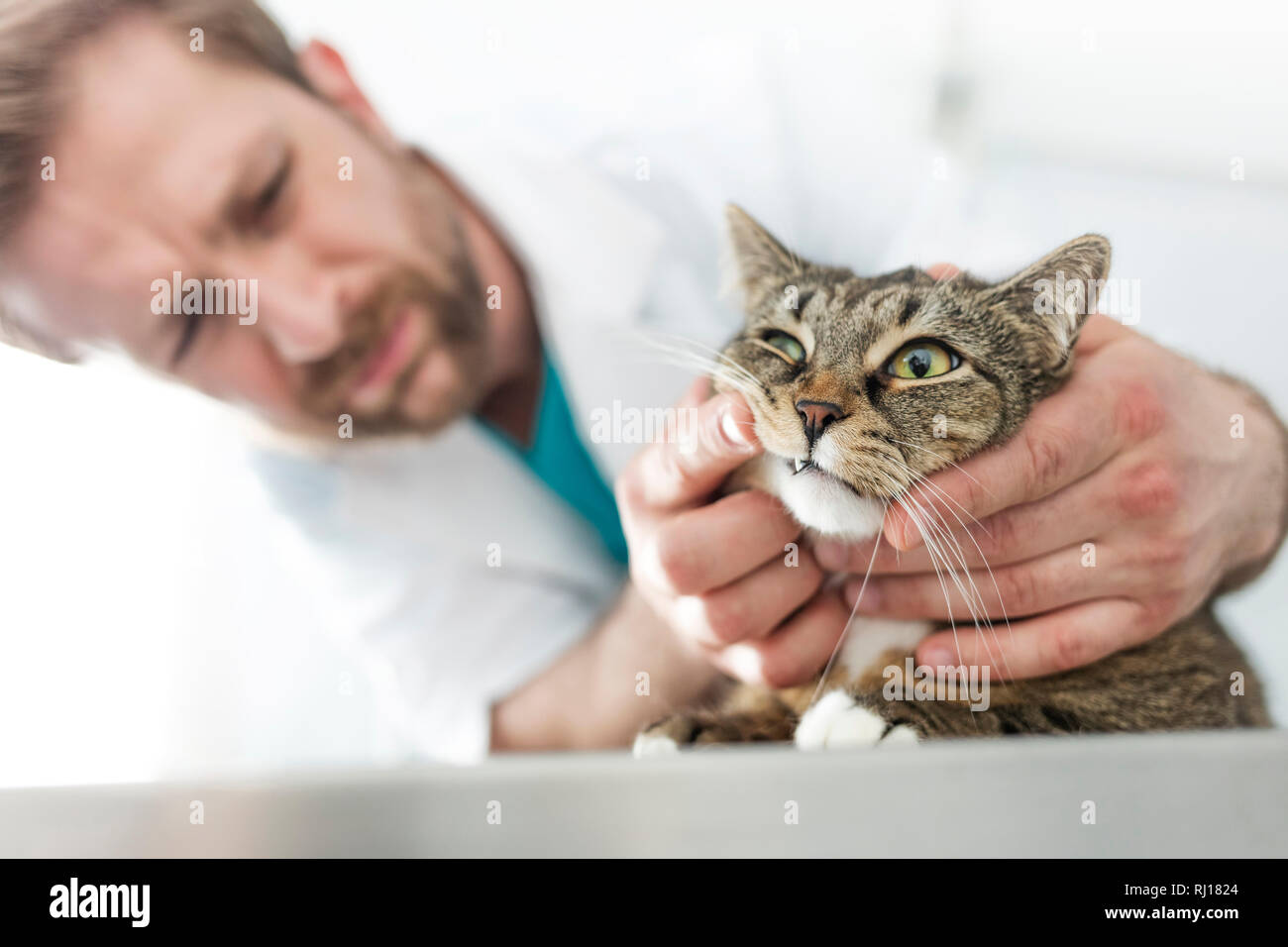 Doctor examining cat's teeth on table at veterinary clinic Stock Photo