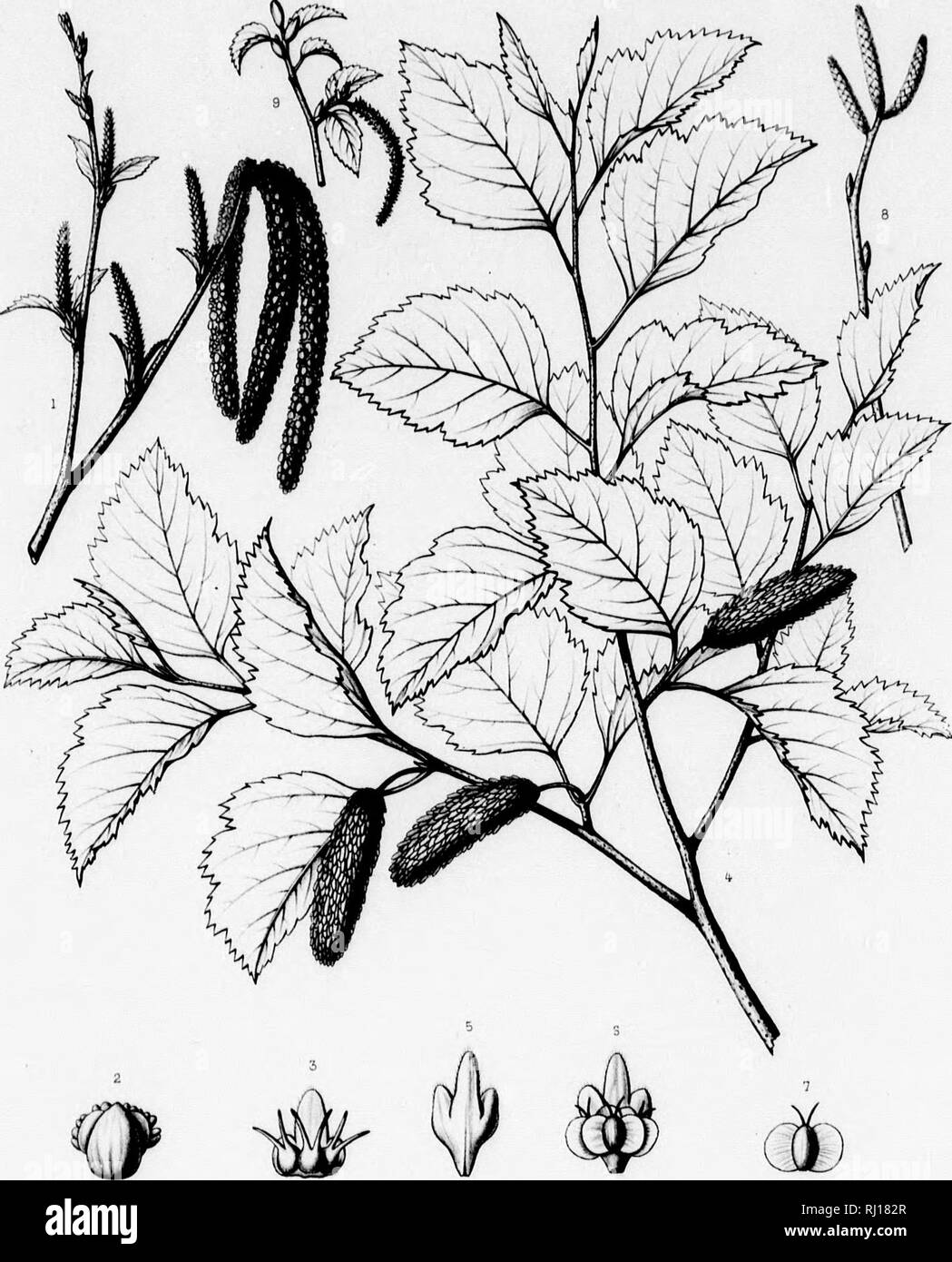 . The silva of North America [microform] : a description of the tree which grow naturally in North America exclusive of Mexico. Trees; Trees; Dicotyledons; Arbres; Arbres; DicotylÃ©dones. Silva of North America. Tab. CCCC1.1II. r-Â£ Fii.ron JbI ^ehrtifv J BETULA OCCIDENTALIS, Hook. A Hio,r('u.f Jwtt t Irnp.J. Taneur, Paru. 1^1 i I?' ii^ .  1;. 1 1 1 1 i;!;: w. 1 1 K:'- ffS ^â ' k 1 1. Please note that these images are extracted from scanned page images that may have been digitally enhanced for readability - coloration and appearance of these illustrations may not perfectly resemble the orig Stock Photo
