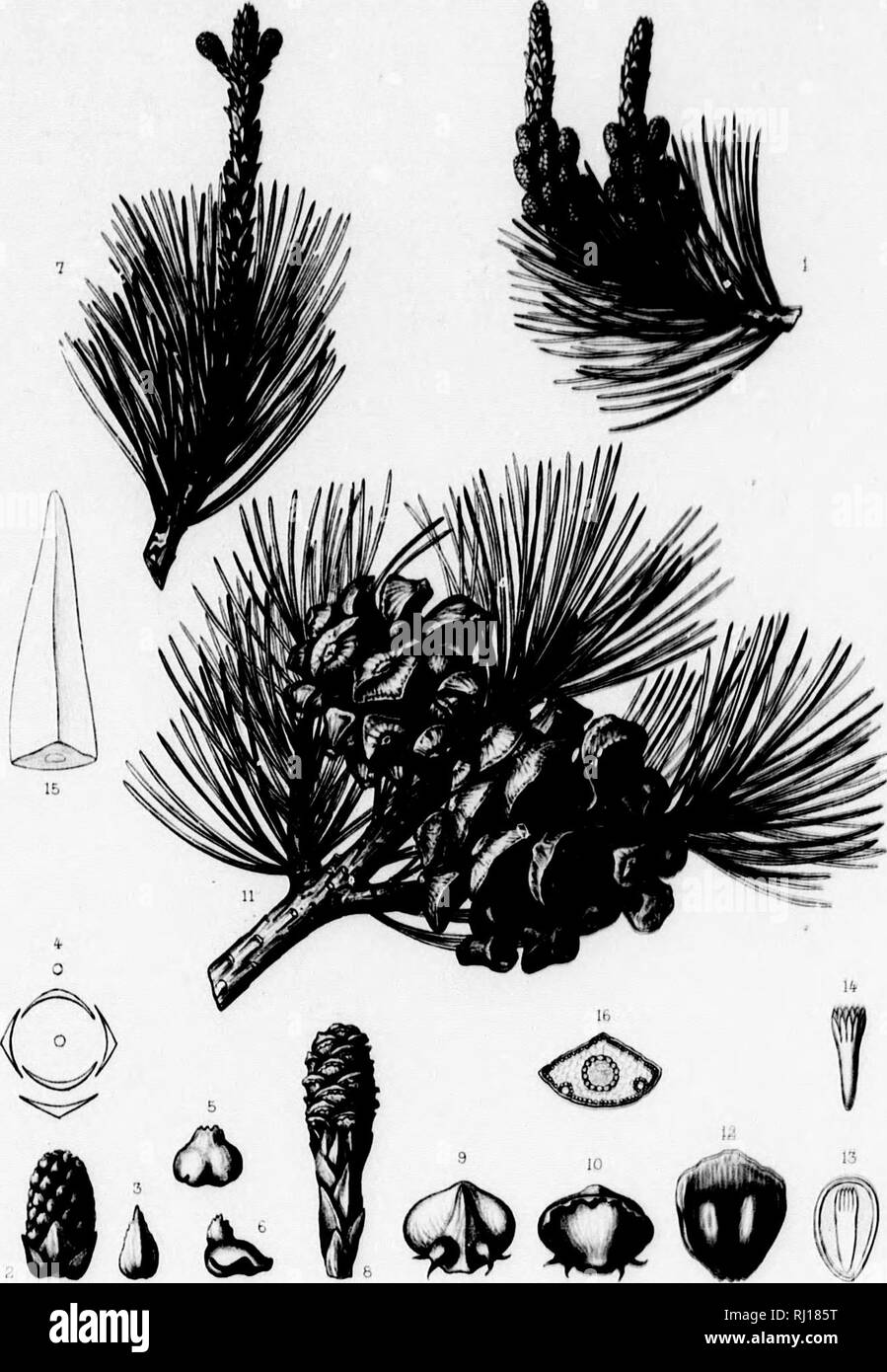 . The silva of North America [microform] : a description of the tree which grow naturally in North America exclusive of Mexico. Trees; Trees; Gymnosperms; Conifers; Arbres; Arbres; Gymnospermes; Conifères. Silfa of Ni-Tth Arneiica Tab, UL.. 7. K. t'.hXon det. Hapine .rt&gt;. PINUS CEMBROIDES Zii.e A Hiocretuf Mrf-^r ' Imf&gt; ./ Panahf f'-iH' . 1 ,(. Please note that these images are extracted from scanned page images that may have been digitally enhanced for readability - coloration and appearance of these illustrations may not perfectly resemble the original work.. Sargent, Charles Sprague, Stock Photo