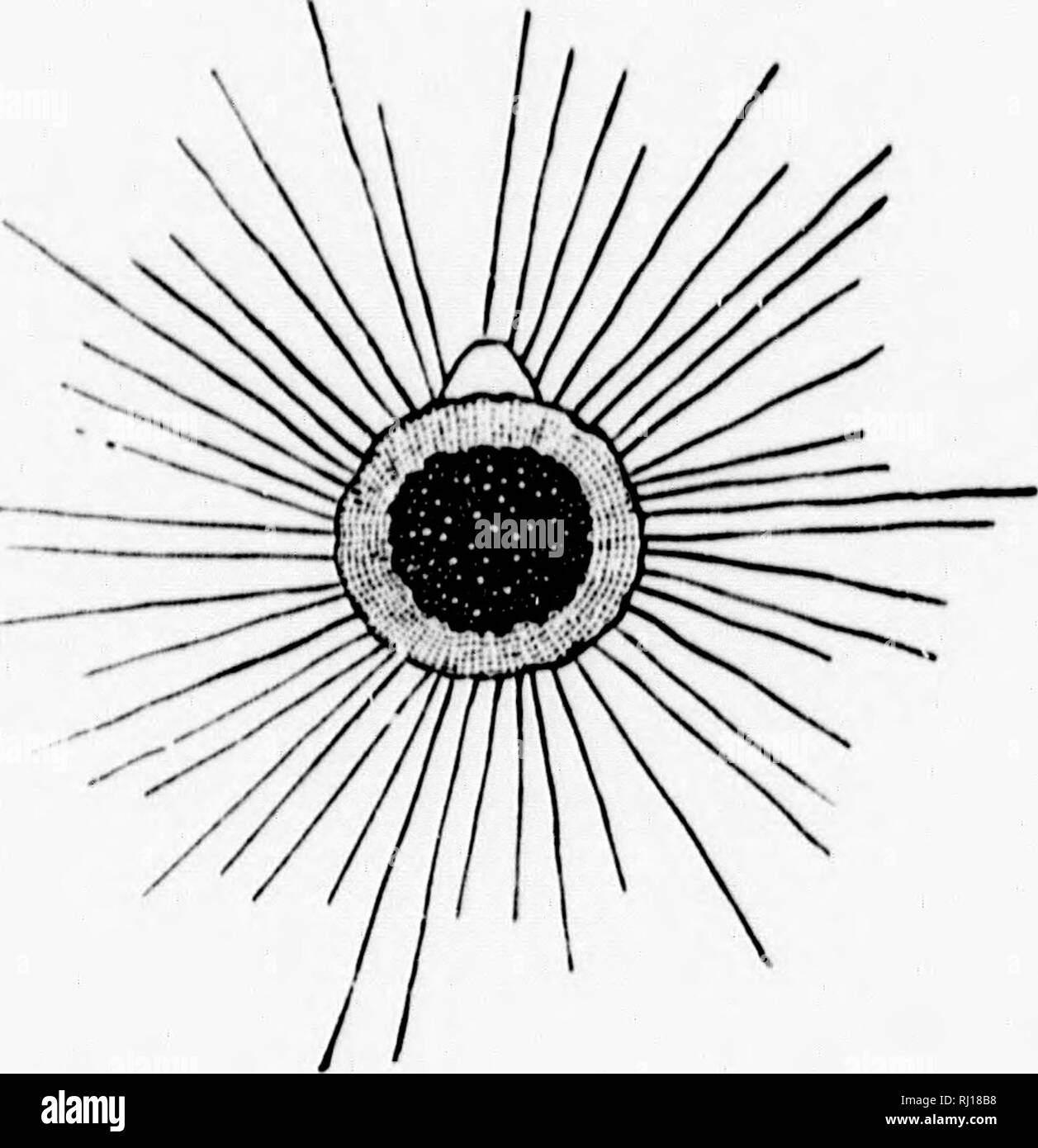 Handbook Of Zoology With Examples From Canadian Species Recent And Fossil Microform Zoology Invertebrates Zoologie Invertebres Province Protozoa 41 It Is The Type Of The Second Order Heliozoa Fig 28 Fig Fossil foraminifera appear in the early cambrian, at about the same time as the first skeletonized metazoans. alamy