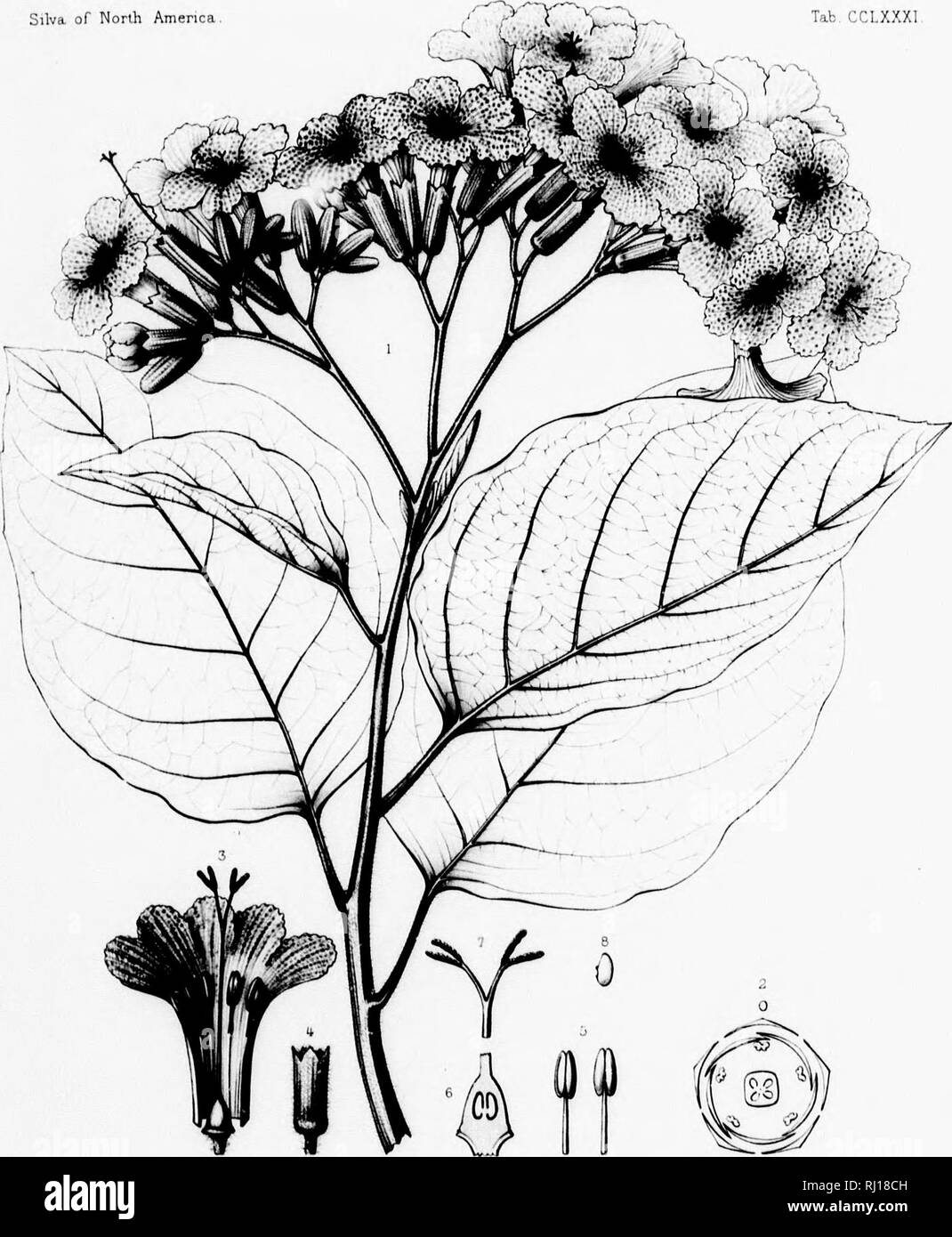 . The silva of North America [microform] : a description of the tree which grow naturally in North America exclusive of Mexico. Trees; Trees; Dicotyledons; Arbres; Arbres; Dicotylédones. iiokUAQINACEvK. osc of sdino i)f liriiufflit a« t» on luosl of the urfa'&quot;i», nninor- I Hll)ic flMjt lesi-rihcd it in iosi&gt; uarfleu iit illv )&gt;Lint« mifn^twh, Bro&lt;ra^ UHivu in Florid* i) ; planted it in Key Silva. of North America Tab, CCLXXXl.. u in. 11 {' E Fa.n^n t/r/ Io:t,t*{ sc. CORDIA SEBESTENA, L A liwff-t'u.r tii/f.f' Imp .f Taneur }tris.. Please note that these images are extracted from  Stock Photo