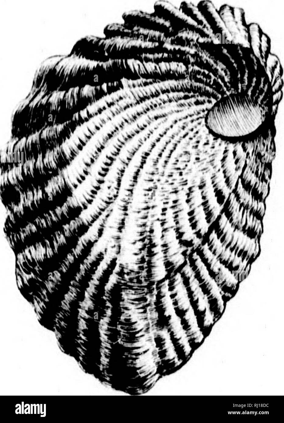 . A review of the fossil Ostreidae of North America, and a comparison of the fossil with the living forms [microform]. Lamellibranchiata, Fossil; Oysters; Lamellibranches fossiles; Huîtres. . Please note that these images are extracted from scanned page images that may have been digitally enhanced for readability - coloration and appearance of these illustrations may not perfectly resemble the original work.. White, Charles A. (Charles Abiathar), 1826-1910; Heilprin, Angelo, 1853-1907; Ryder, John A. (John Adam), 1852-1895. [S. l. : s. n. ] Stock Photo