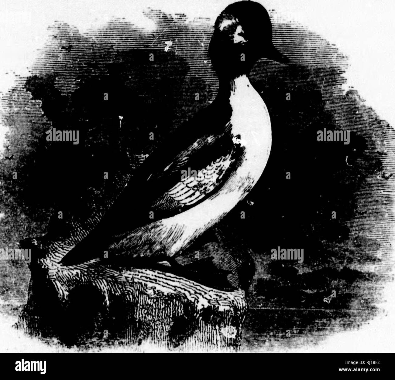 Rump of a duck hi-res stock photography and images - Alamy