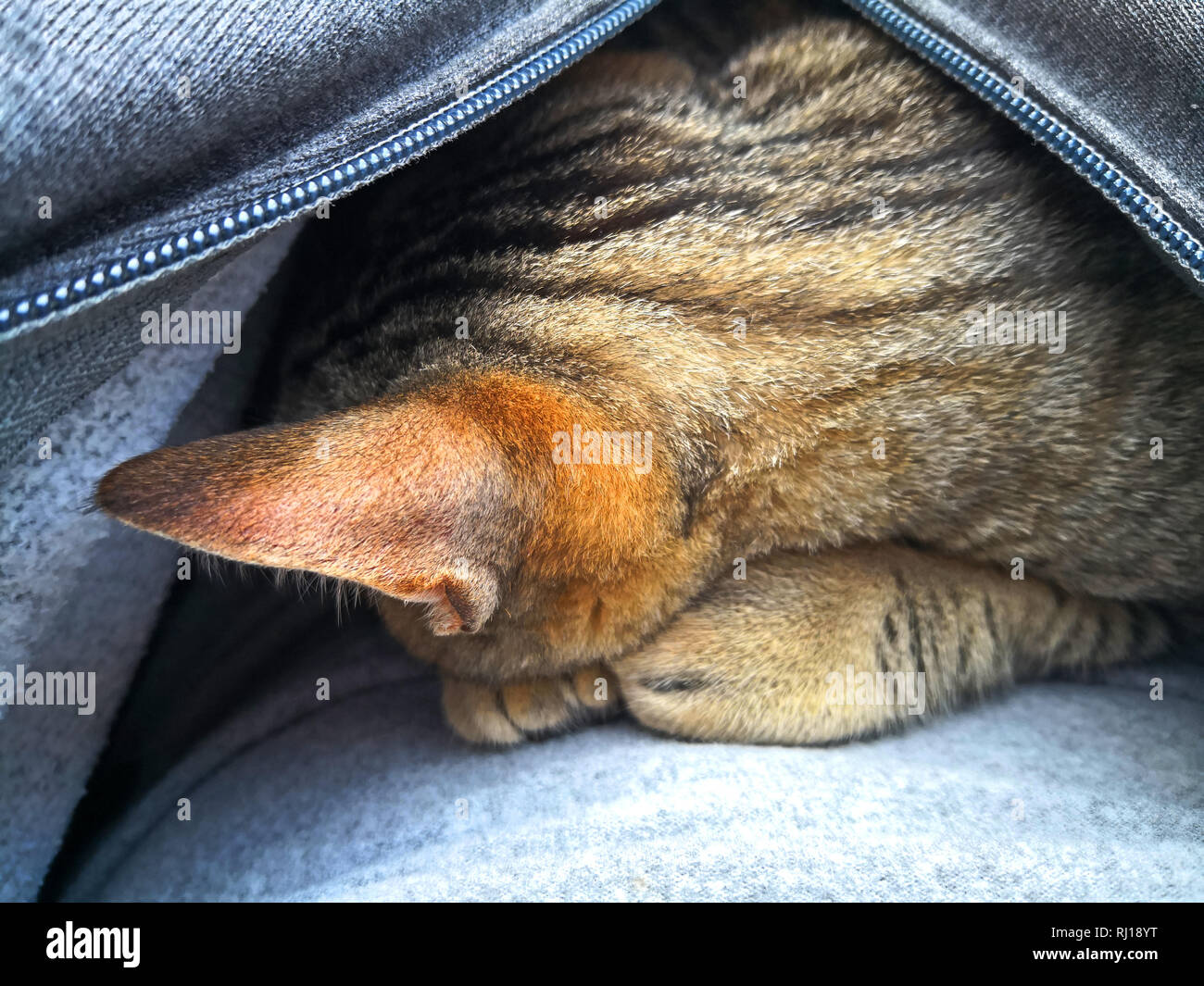 Cat jacket hires stock photography and images Alamy