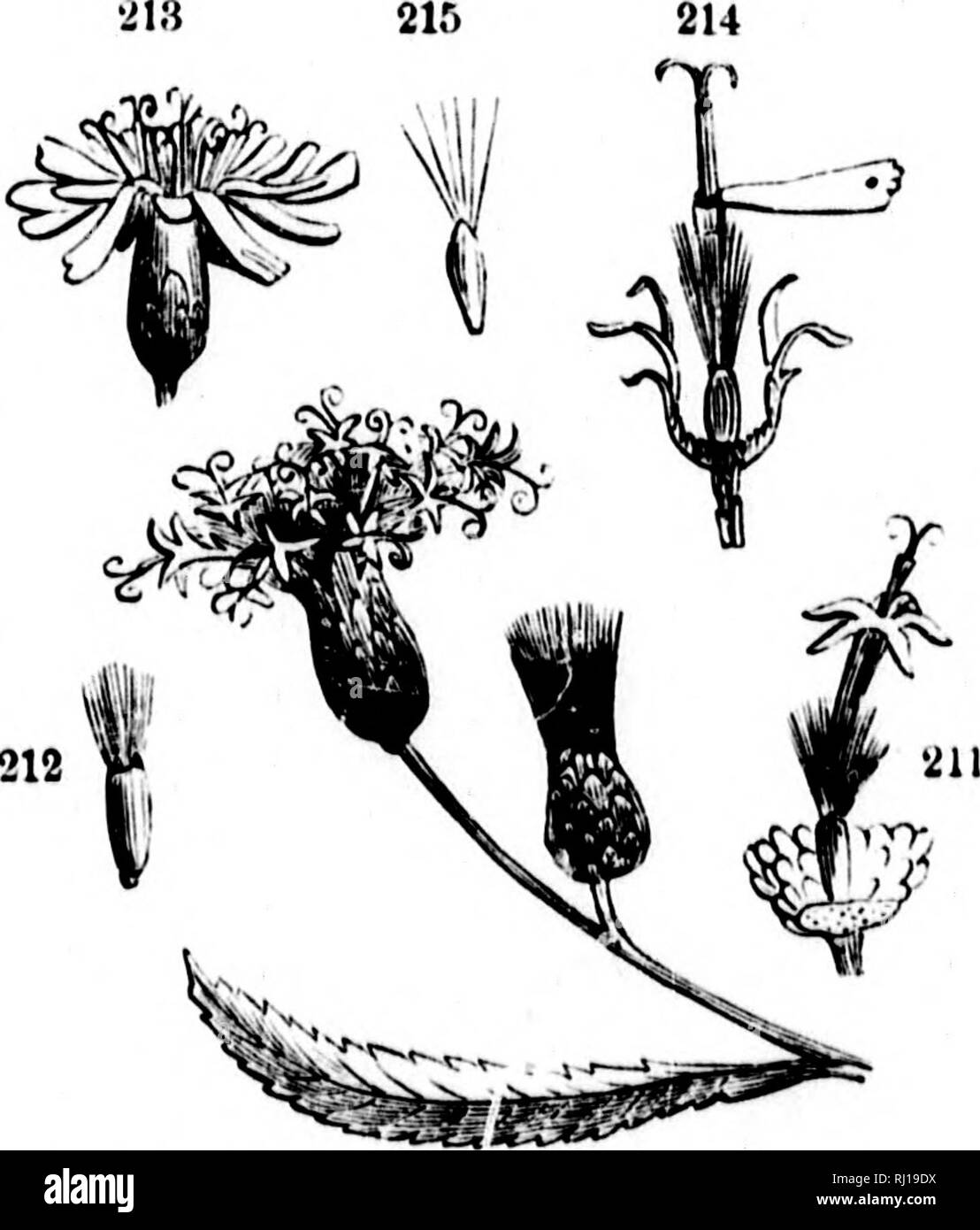 . Class-book of botany [microform] : being outlines of the structures, physiology, and classification of plants : with a flora of the United States and Canada. Botany; Botany; Plants; Plants; Botanique; Botanique; Plantes; Botanique. INFLORESCENCE. 7.'} 'â I themselves umbels, as in caraway and most of the Umbeliferae, a mm- â pottnd umbel is produced. Such secondary umbels are called umbtllets and the primary pedicels, rays. 352. The panicle is a compound inflorescence formed by the irregu- lar branching of the pedicels of the raceme, as in oats, spear-grass, (-'atalpa. 353. A TiiYRs*: is a s Stock Photo