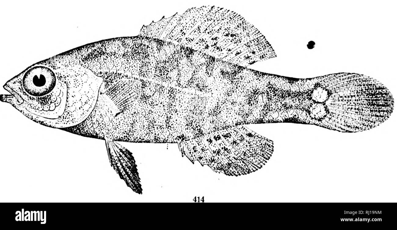 . The fishes of North and Middle America [microform] : a descriptive catalogue of the species of fish-like vertebrates found in the waters of North America, north of the Isthmus of Panama. Fishes; Fishes; Poissons; Poissons. 413. 412. PeMI'HERIS MILLEKI. (P. 978.) 413. Pempiieris roEVi. (P. 979.) 414. Elassoma kverc ,adei. (P. 982.). Please note that these images are extracted from scanned page images that may have been digitally enhanced for readability - coloration and appearance of these illustrations may not perfectly resemble the original work.. Jordan, David Starr, 1851-1931; Evermann, B Stock Photo