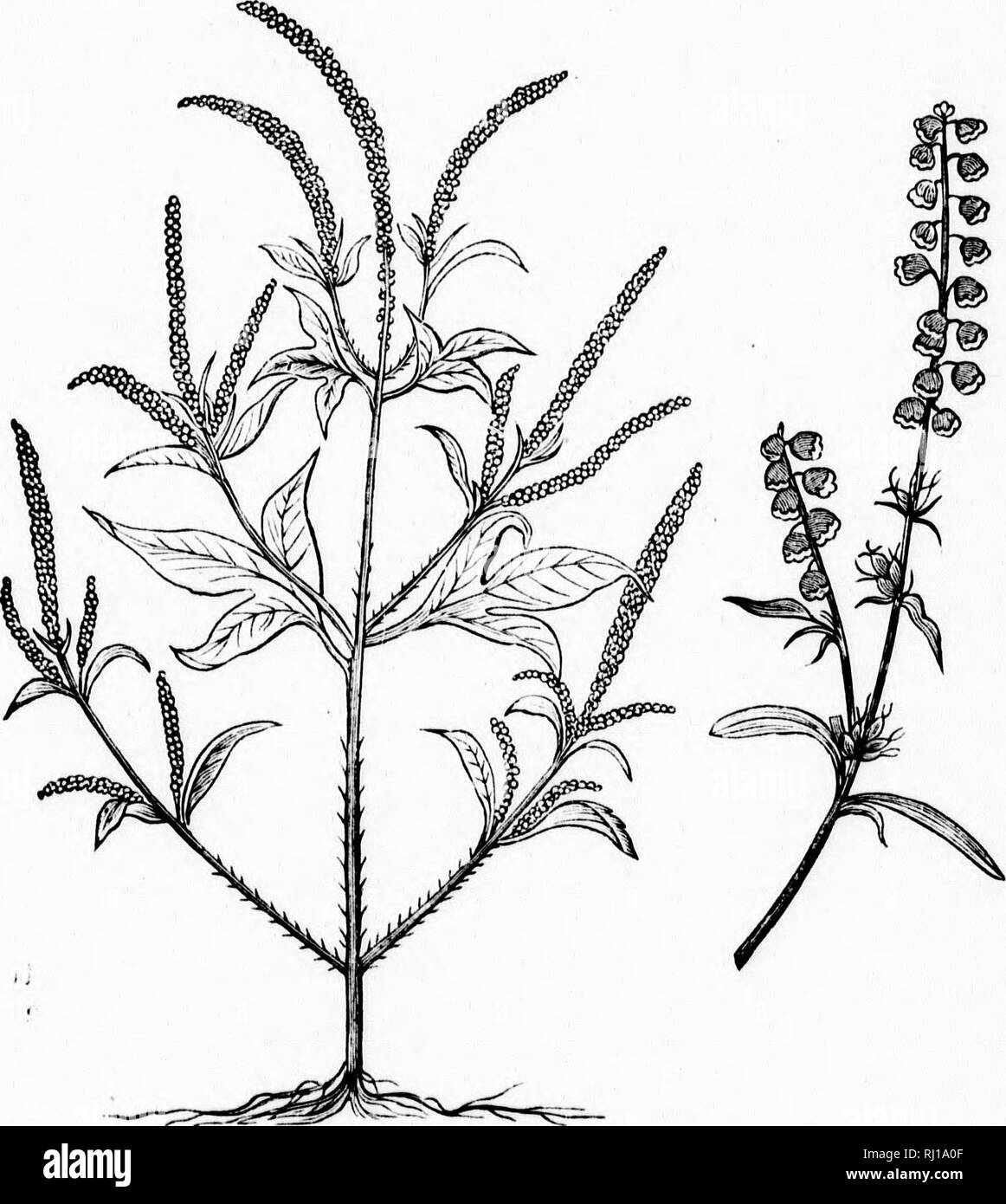 Weeds, and modes of destroying them [microform]. Weed control; Weed  control; Weeds; Mauvaises herbes, Lutte contre les; Mauvaises herbes, Lutte  contre les; Mauvaises herbes. 25 :r soedg include l-fcS. lediura 8