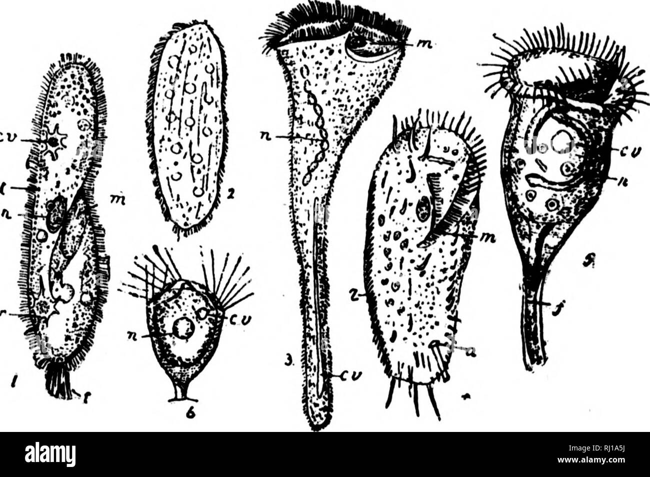 . An introduction to zoology [microform] : for the use of high schools. Zoology; Zoologie. matt SCHOOL j^oolooy. 25d of the nettling-organs of the Coelenterates. Two functions are discharged by the cilia ; they bring food towards the mouth, and they serve for locomotion, but the contractile ectoplasm assists in the latter function. Two contractile vacuoles are present in this genus, which discharge their contents by radial tubes. Within the diffluent endoplasm may be seen fcod-particles cir- culating, which are being subjected to its digestive action ; the nucleus is also situated there. This  Stock Photo