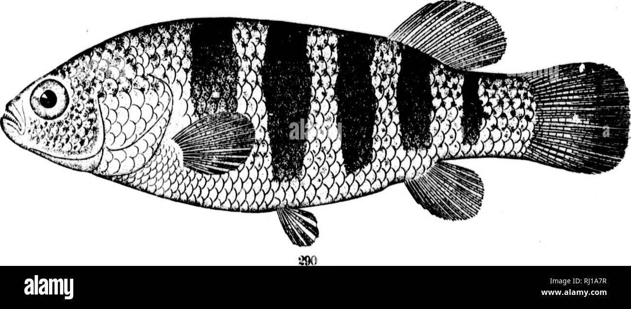 . The fishes of North and Middle America [microform] : a descriptive catalogue of the species of fish-like vertebrates found in the waters of North America, north of the Isthmus of Panama. Fishes; Fishes; Poissons; Poissons. •^{). 288. Ki'NUULUS NOTTii. (!'. 656.) 289. FUNDULUS NOTATU8. (P. 659.) 290. Adinia DiUESU. (P. 661.). Please note that these images are extracted from scanned page images that may have been digitally enhanced for readability - coloration and appearance of these illustrations may not perfectly resemble the original work.. Jordan, David Starr, 1851-1931; Evermann, Barton W Stock Photo