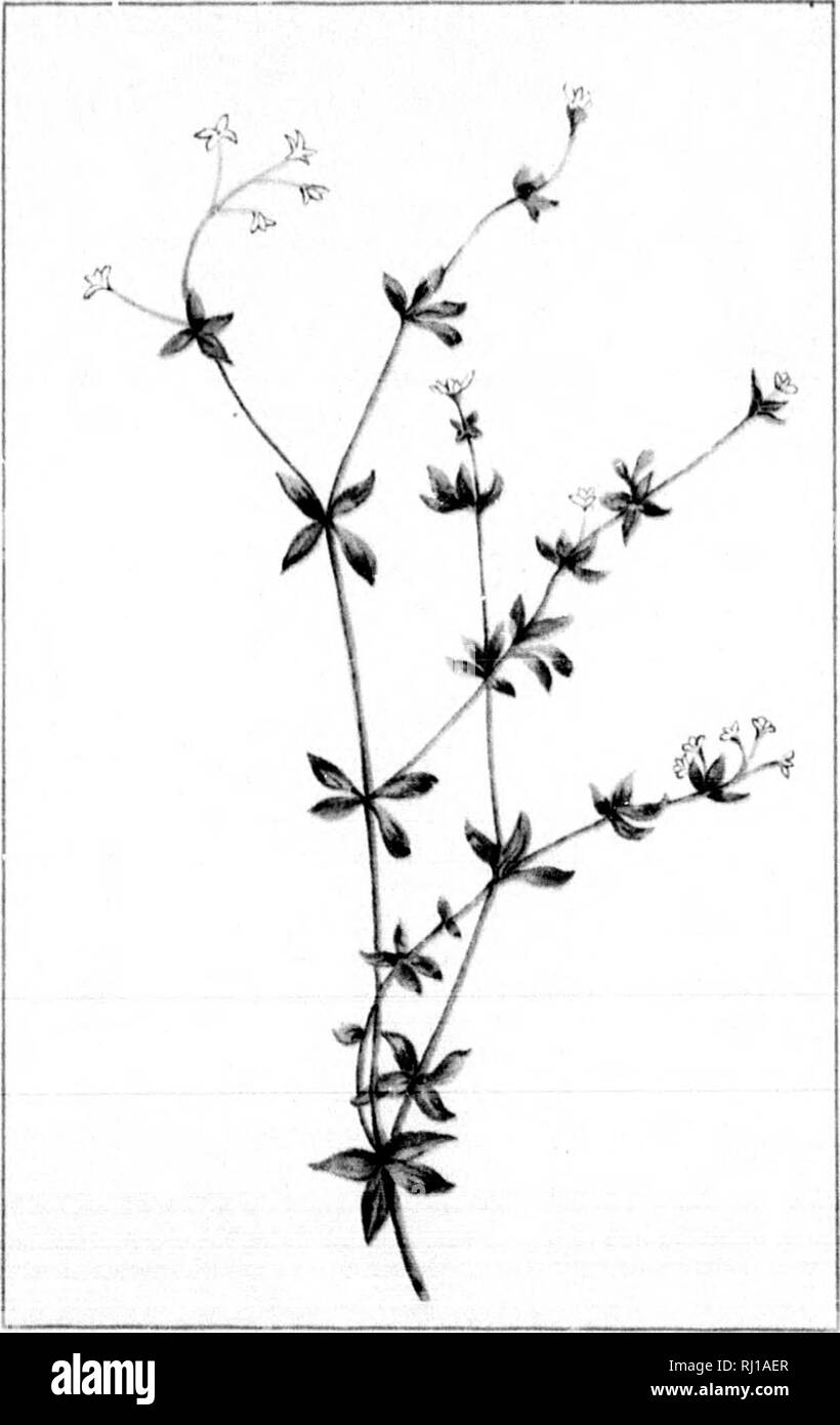 . Wild flowers of Canada [microform]. Wild flowers; Flowers; Botany; Fleurs sauvages; Fleurs; Botanique. m — ss — SPREADING DOGBANE. APOCVNUM ANOROS/EMIFOLIUM. JUNE. — 54 — SMALL BEDSTRAW. GALIUM TINCTORIUM. JUNE.. Please note that these images are extracted from scanned page images that may have been digitally enhanced for readability - coloration and appearance of these illustrations may not perfectly resemble the original work.. Iles, George, 1852-1942. Montreal : Montreal Star Stock Photo