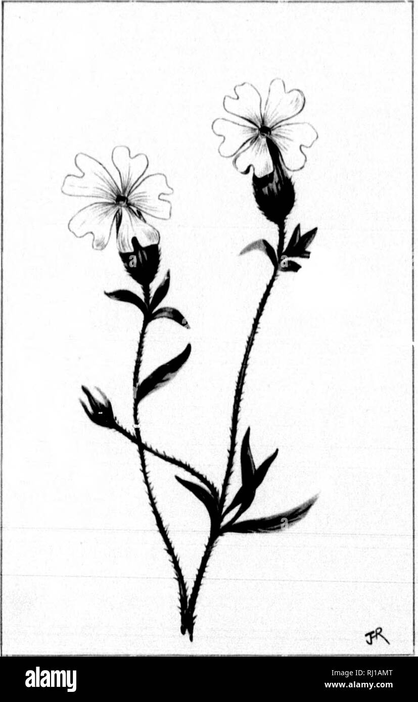 . Wild flowers of Canada [microform]. Wild flowers; Flowers; Botany; Fleurs sauvages; Fleurs; Botanique. EPIG/EA REPENS. TRAILINQ ARBUTUS. MAY — 42 — SILENE VULGARIS (INFLATA). tLAOOER CAMPION. JUNE. Please note that these images are extracted from scanned page images that may have been digitally enhanced for readability - coloration and appearance of these illustrations may not perfectly resemble the original work.. Iles, George, 1852-1942. Montreal : Montreal Star Stock Photo