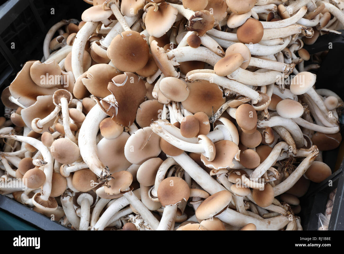 fresh raw edible mushrooms called Cyclocybe aegerita or poplars or