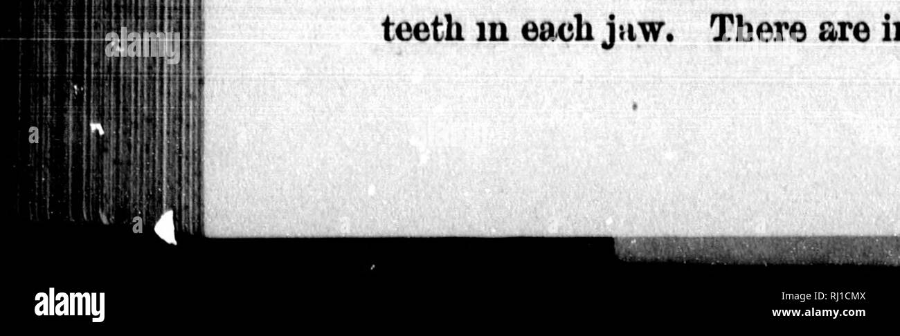 Toothless reptiles hi-res stock photography and images - Alamy