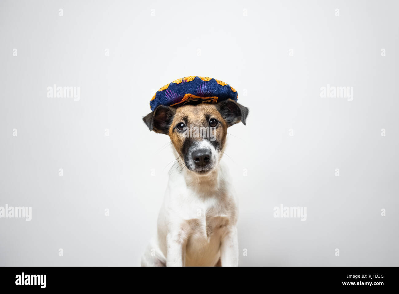 Smooth fox terrier dog dressed 