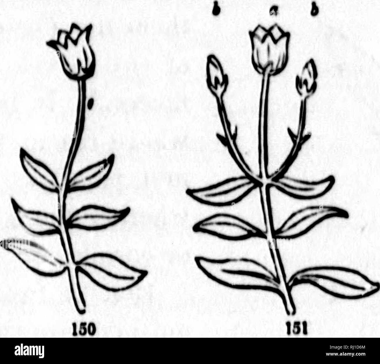 . How plants grow [microform] : a simple introduction to structural botany : with a popular flora, or an arrangement and description of common plants, both wild and cultivated : illustrated by 500 wood engravings. Botany; Botanique. FLOWEKS : THKIR PARTS. 63 iU branchos. Tho plan of a cymi5 is iUu.strateil in the following figures. Fig. lt)0, to begin with, is a Htcin terniinutud by a flower, which phiinly cornea from a terminal bud or is n terminal flower. Fig. lt&gt;l id the same, which has started a branch from the axil of each of tlyj uppermost leaves ; each of these ends in a flower-bud.  Stock Photo