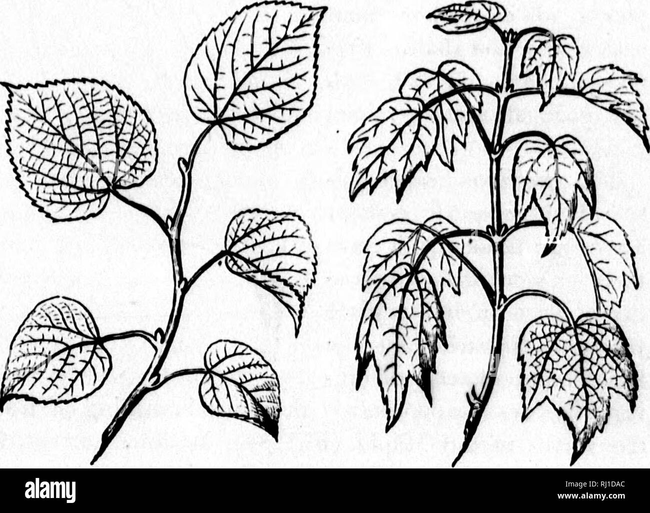 . How plants grow [microform] : a simple introduction to structural botany : with a popular flora, or an arrangement and description of common plants, both wild and cultivated : illustrated by 500 wood engravings. Botany; Botanique. Kixns AND F0RM3 OF LEAVES. 45 Nor tire what we call veins to be likened particularly to the bloodvessels of nni- mals. But this name is not go bad; for the minute fibres which, united in bun- dles, make up the ribs and veins, are hollow tubes, and serve more or less for con- veying the sap. 125. As to the vexning, or the arrangement of the framework in the blade, l Stock Photo