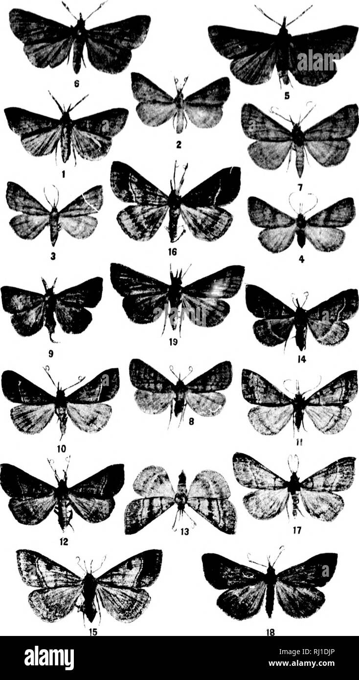 . Contributions toward a monograph of the insects of the Lepidopterous family Noctuidae of boreal North America [microform] : a revision of the Deltoid moths. Noctuidae; Lepidoptera; Moths; Noctuidés; Lépidoptères; Hétérocères. U. 9. NATIONAL MUSEUM BULLETIN 48, PL. VII. SPECIES OF THE GENUS RENIA. (For &lt;'.|iliiii;ilii)ii of |ilaii- sim- pap-' I'-^'K. Please note that these images are extracted from scanned page images that may have been digitally enhanced for readability - coloration and appearance of these illustrations may not perfectly resemble the original work.. Smith, John B. (John  Stock Photo