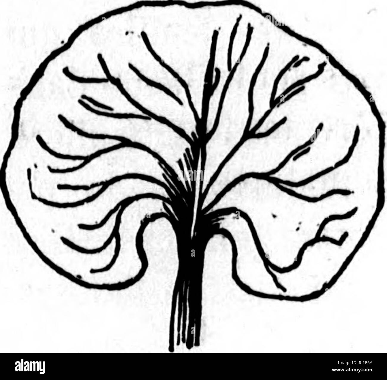 page 3 glaive not sword people high resolution stock photography and images alamy coloriage tails exe