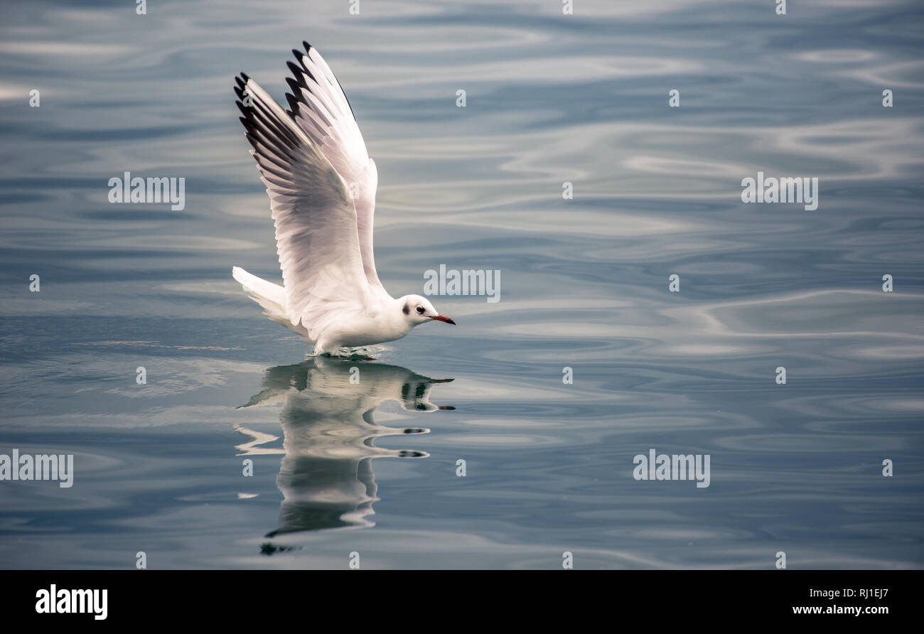 With bird spreading wings on water Stock Photo Alamy