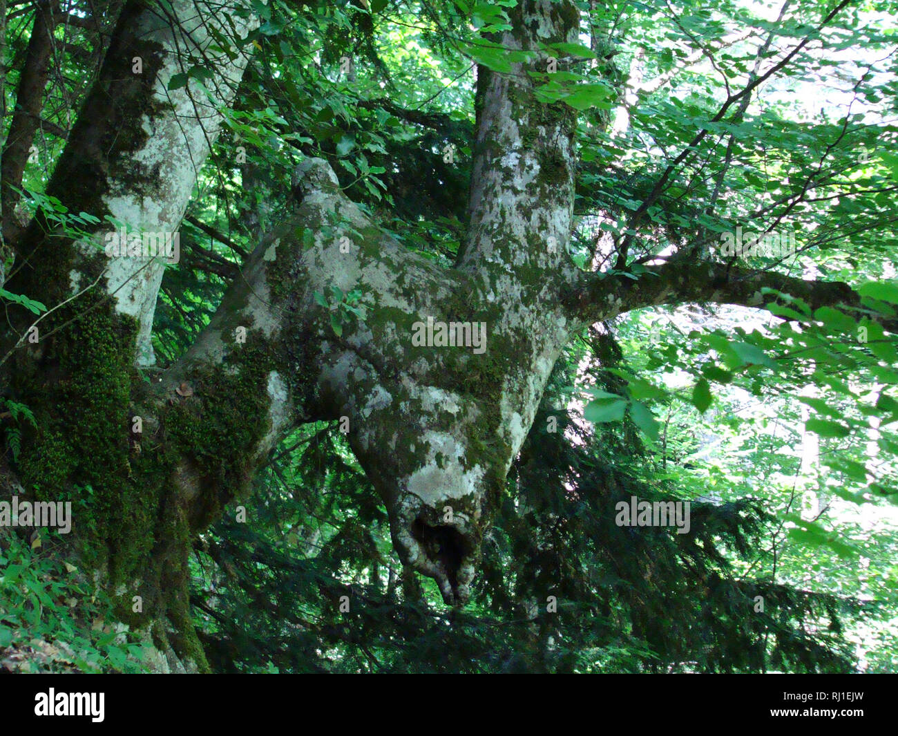 Bear Beech Tree Beech forests in Olympus national park (northeastern Greece), one of ...