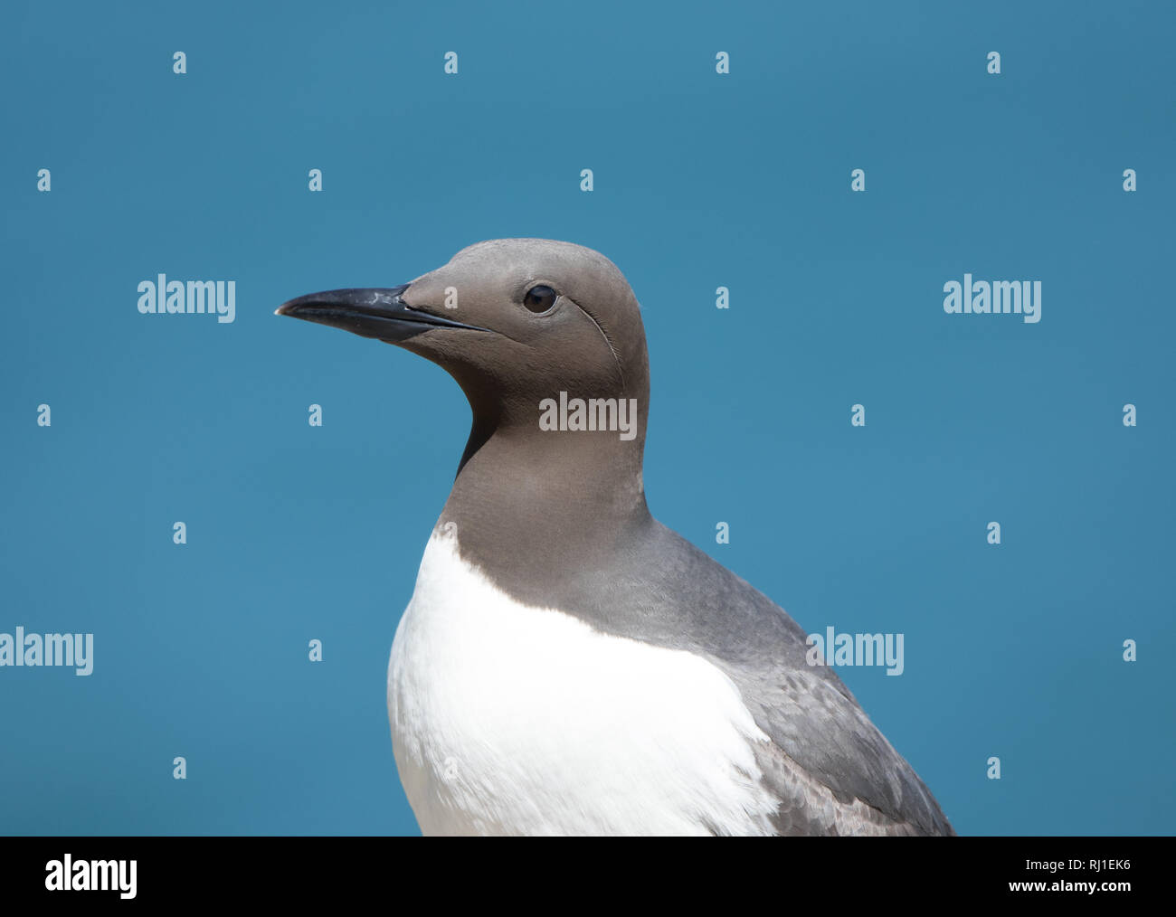 Guillemot (Uria aalge) Stock Photo