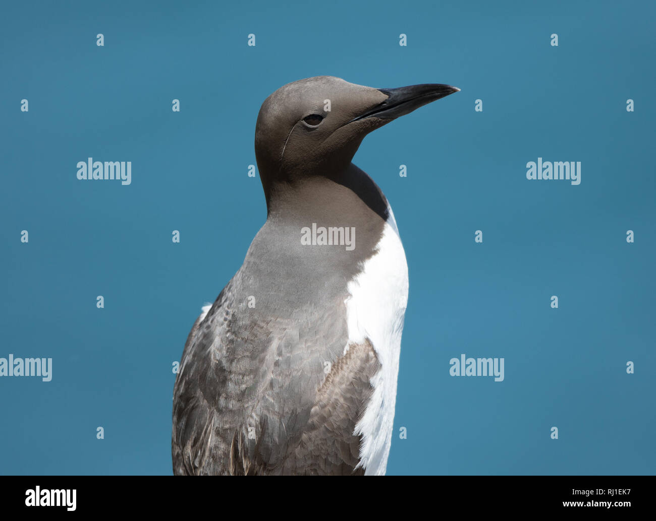 Guillemot (Uria aalge) Stock Photo