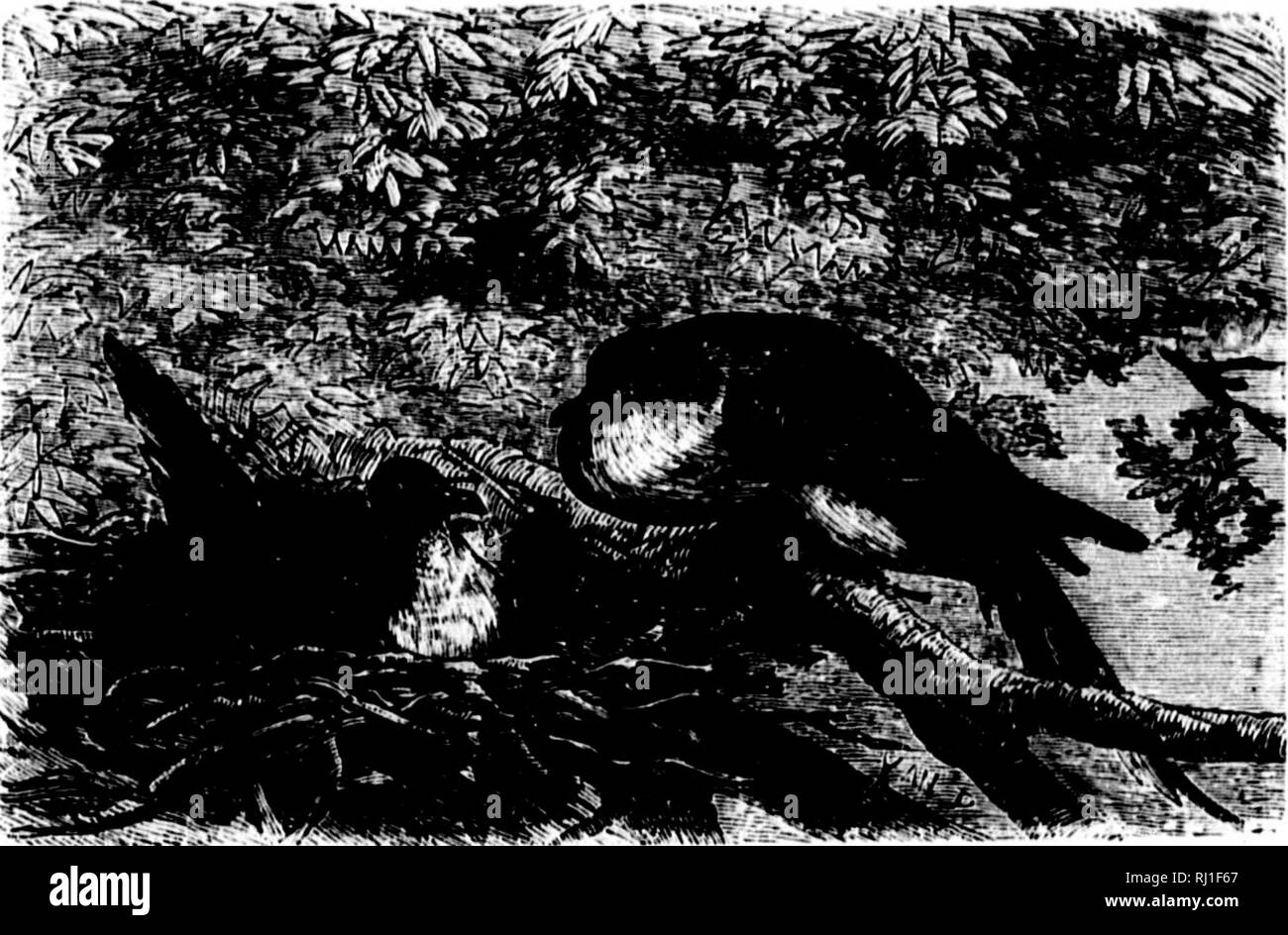 Pa Vols Stock Photos Pa Vols Stock Images Alamy