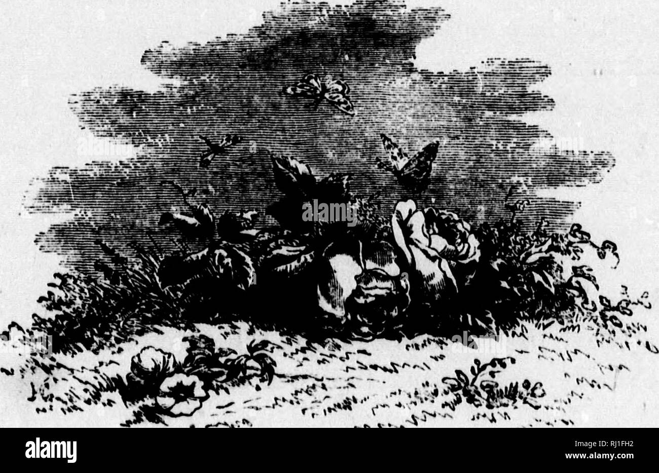 . The hunter and the trapper in North America, or, Romantic adventures in field and forest. Hunting; Game and game-birds; Chasse; Gibier. 112 AN HOSPITABLE RECEPTION. before a large fire, a beautiful young girl, tall and slender as a maid of Artois, placed upon the table some fried venison, eggs, milk, and coffee. A glass of whisky in- creased the pleasure of the repast. In this hospitable house we passed the night; and next day, after breakfast, as our hostess would not accept any pay, my friend gave her sons a horn full of powder, a precious gift for the pioneers of the western prairies. In  Stock Photo