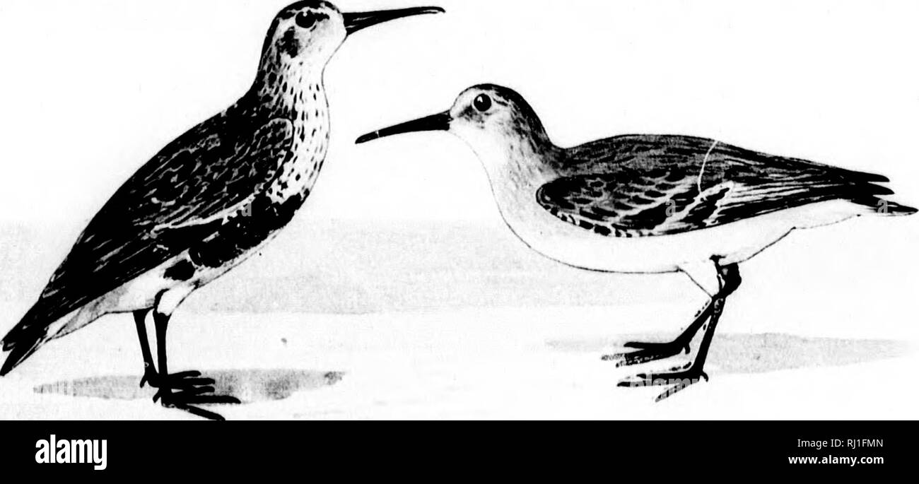 . How to know the shore birds (Limicolae) of North America (south of Greenland and Alaska) [microform] : all the species being grouped according to size and color. Birds; Oiseaux. SHOKK illUDS OF NOKTII A.MKIilCA. 49 S( l:.;iNi&gt; PELIDNA ( rv. TRINQA ALPINA PACIFICA (C&gt;/ns). Red-backed Sandpiper. A(ti(li ill siiiiiiiirr: Hill slijihlly lii'iil iliiw II iic;ii-the lip: 1 lie IV.-ii hers on till' t(i|) ol'tht; liciiil iiikI hack, l)rii;iil nil'&lt;iii&lt; liri)vii. Iicavilv Itloicjit'il w ilii black on lln'ci'iil ral jiarl of rai'li IVmIIht: lliroal.  liilisli: hrcast ^ sli-fakt'il Willi Stock Photo