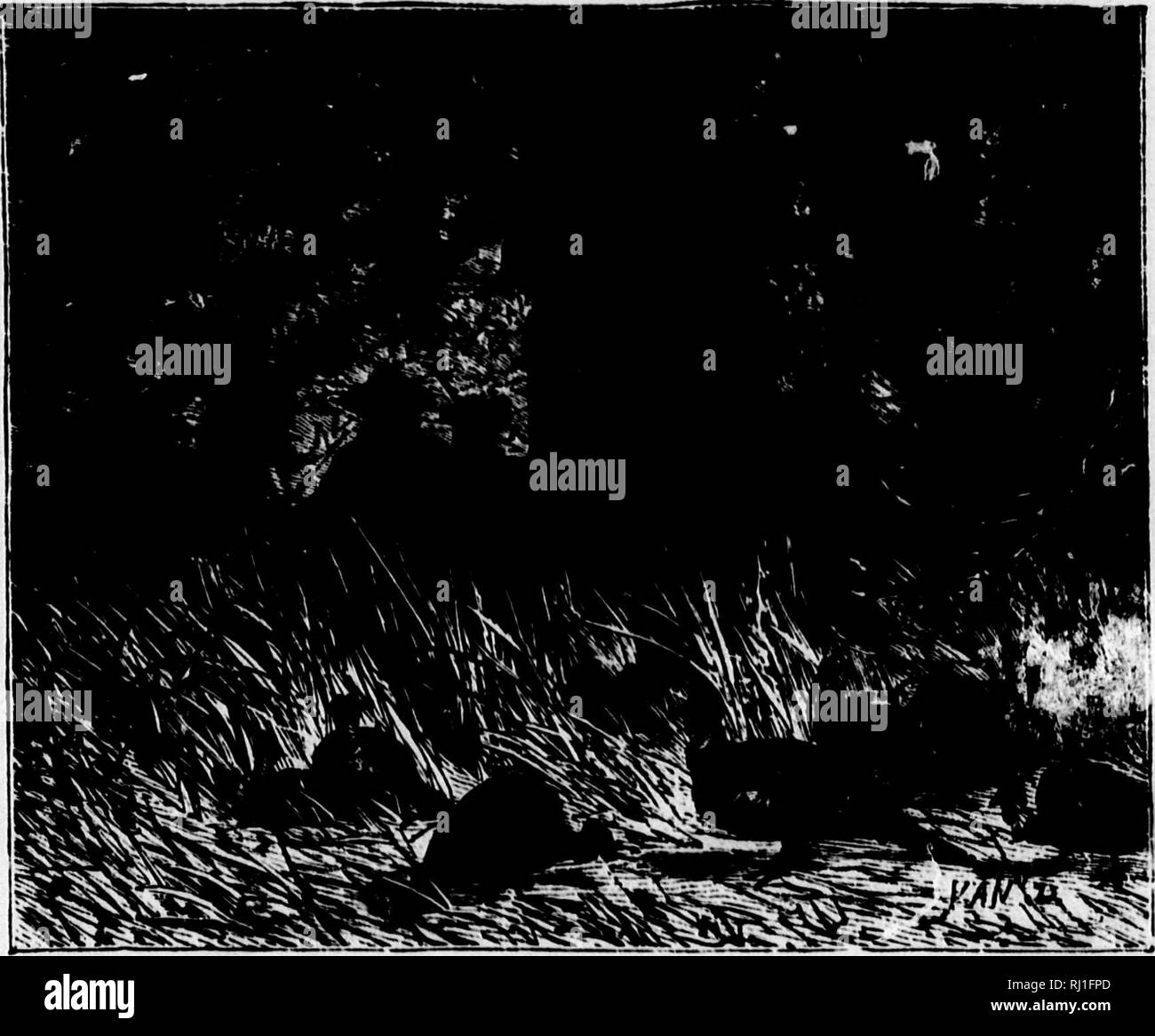 5300 Foto Foto Hunting Romantis HD Terbaik