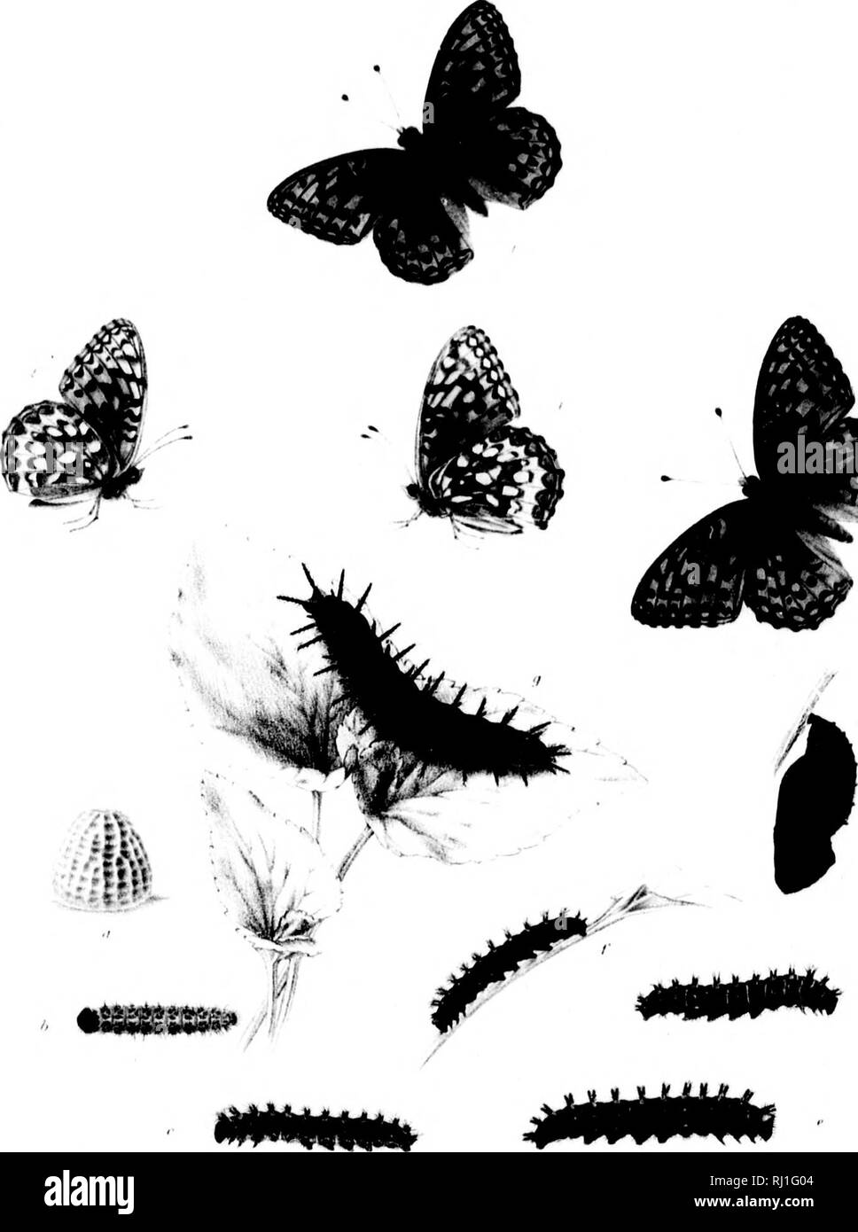 Mifi High Resolution Stock Photography And Images Alamy