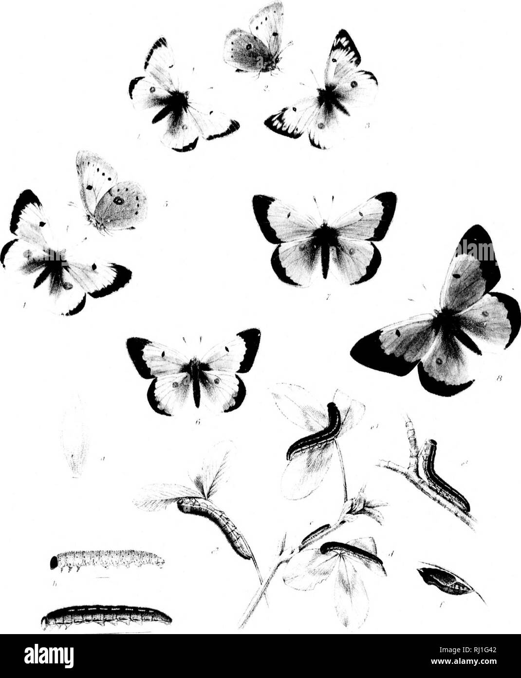 . The butterflies of North America; second series [microform]. Butterflies; Butterflies; Lepidoptera; Papillons; Papillons; LÃ©pidoptÃ¨res. (D(^&gt;lLilA'3. ^r^. Â§ i EURYTIiEME. Fru;; ARIADNE I, 2 c 39 Var^ A4.^^ B^: :^   Kl-'E'.VAYDIN 7 o Form FJ.iI'YTHEME ': .1 r.'.' â â e I.iirvd alln-l'^moull &quot;W'/n//&quot;- !â¢'!â¢'.'' iihiiiiiI' II! va.&quot; /â riinisdli''''â. Please note that these images are extracted from scanned page images that may have been digitally enhanced for readability - coloration and appearance of these illustrations may not perfectly resemble the original work.. Edwa Stock Photo