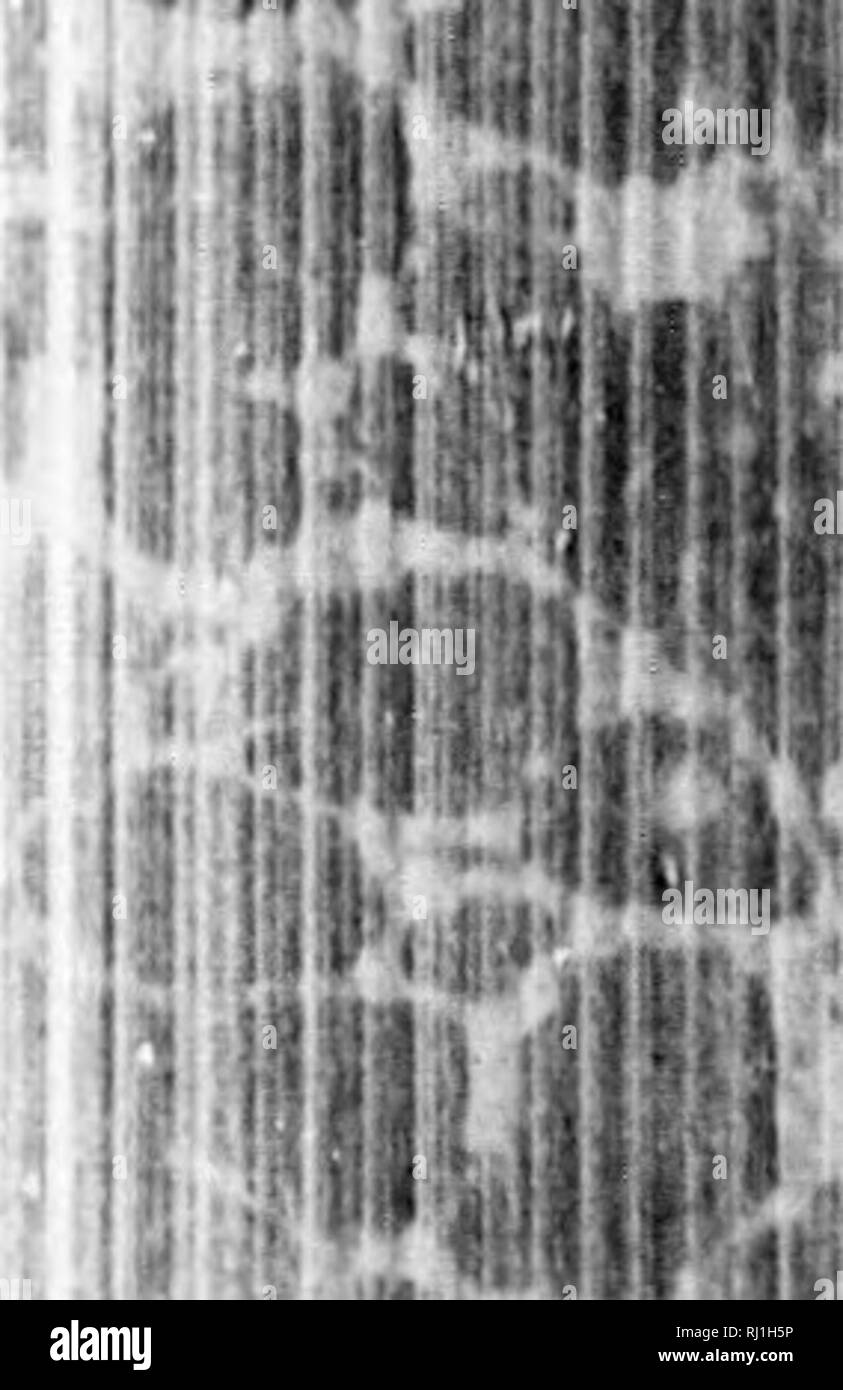 . Earth, sea and sky, or, Marvels of the universe [microform] : being a ...