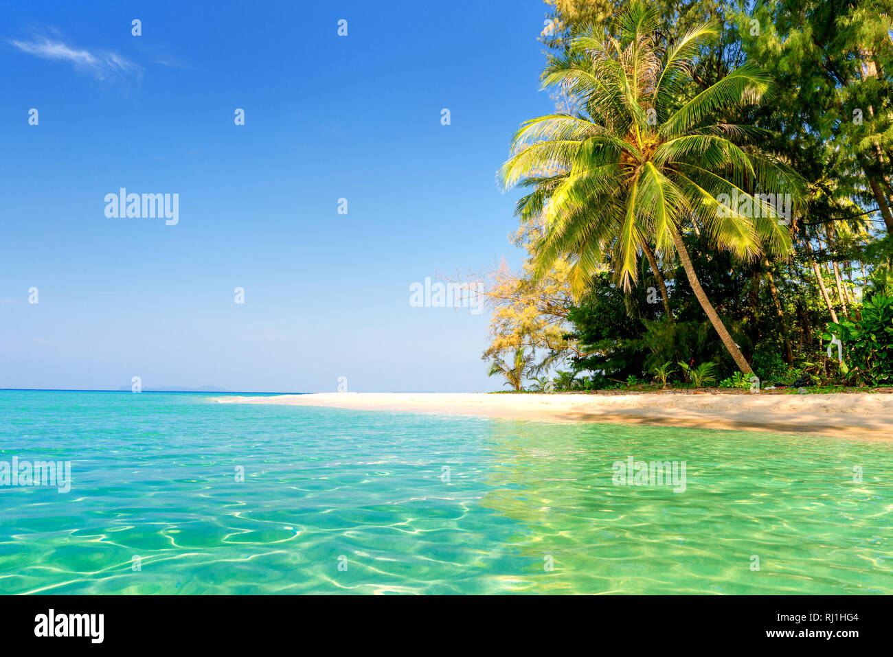 Palm and tropical beach Stock Photo - Alamy