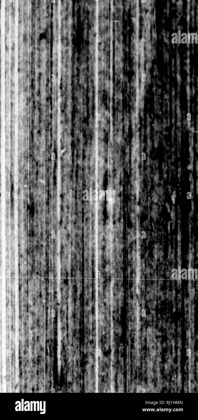 Atte Black And White Stock Photos Images Alamy