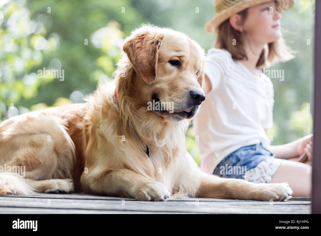 Girl sitting with Golden retriever dog on pier Stock Photo - Alamy