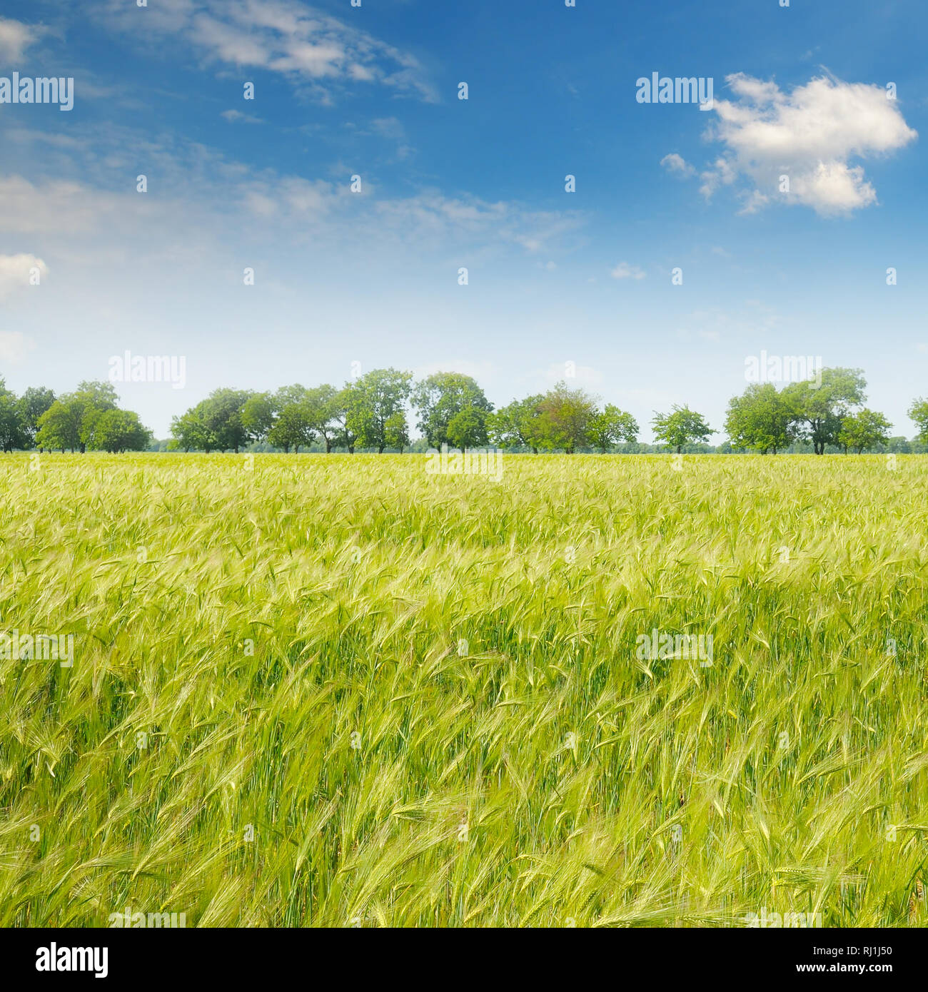 green field and blue sky with light clouds Stock Photo - Alamy