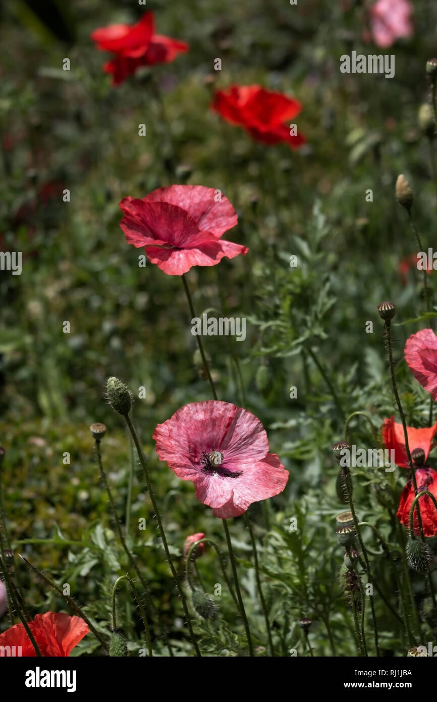 Poppies in fallow field hi-res stock photography and images - Alamy