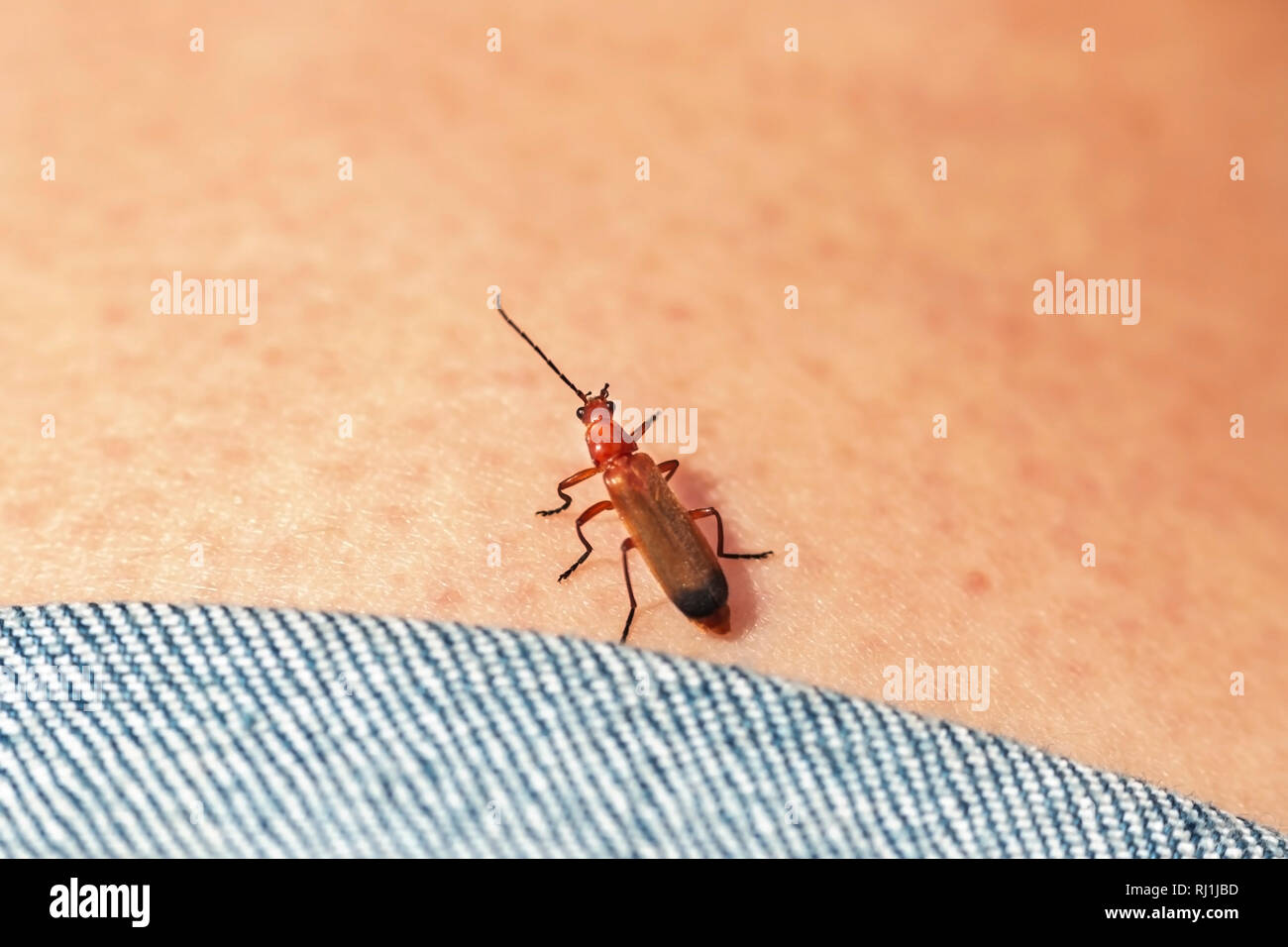 Common Red Soldier Beetle crawling over a persons leg Stock Photo