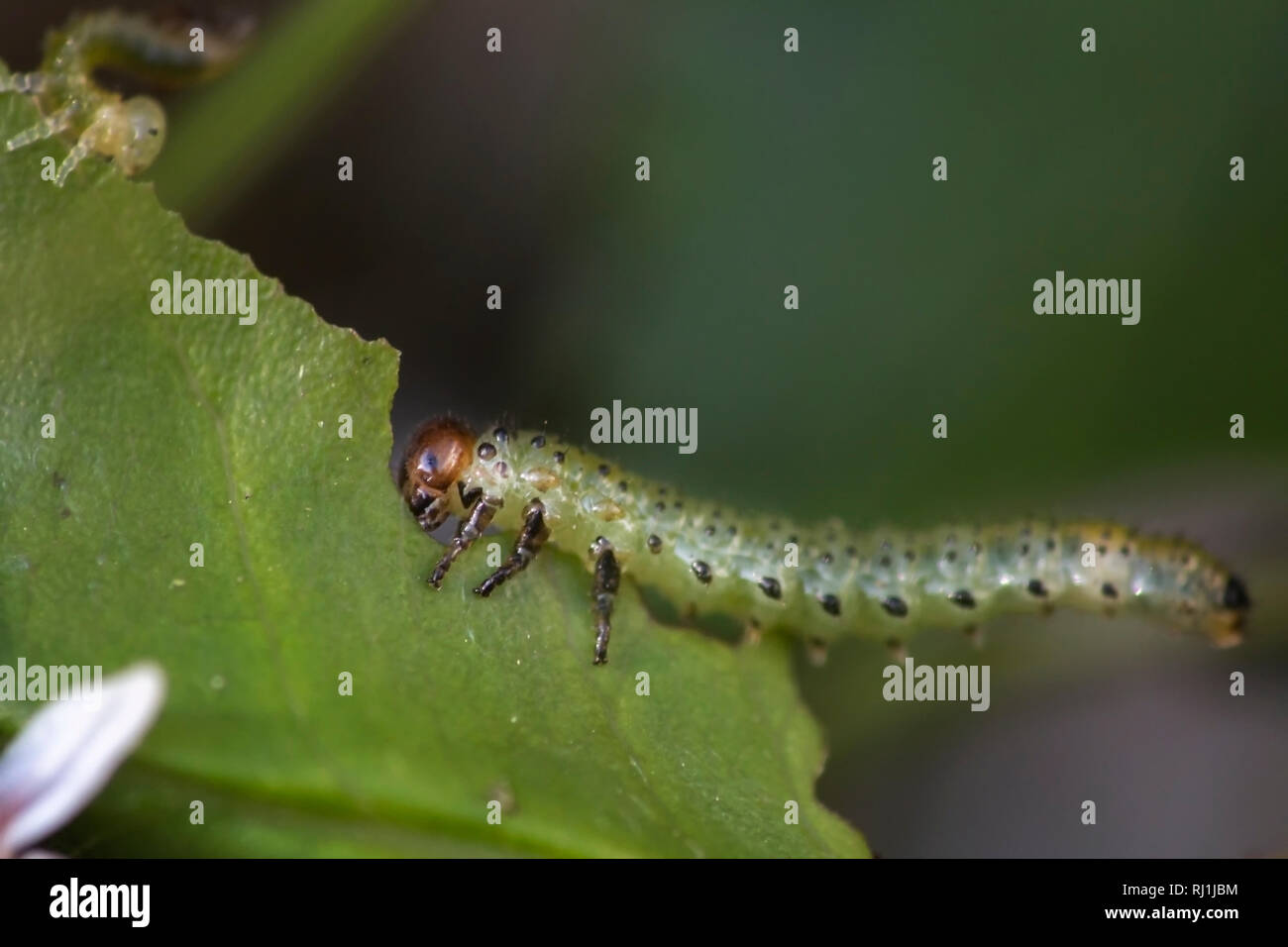 Green caterpillar eating a green leaf Stock Photo - Alamy