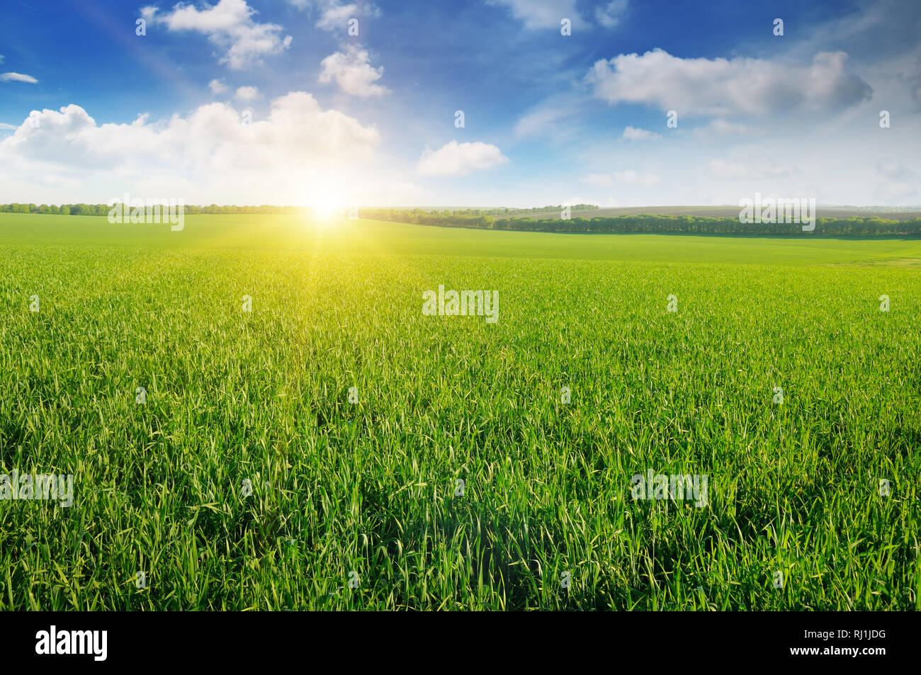 field, sunrise and blue sky Stock Photo Alamy