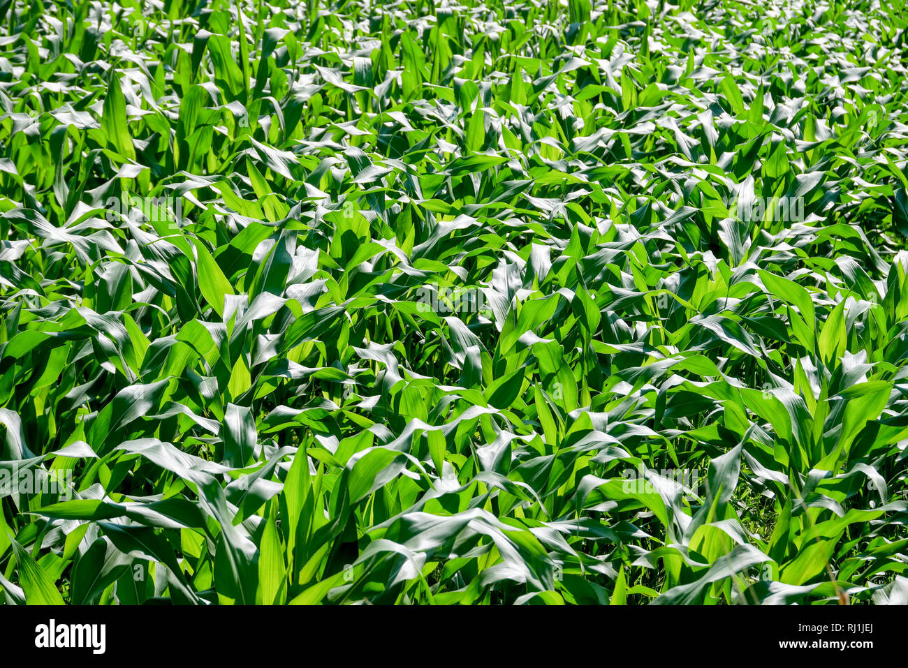 green field of corn growing up in farm Stock Photo Alamy
