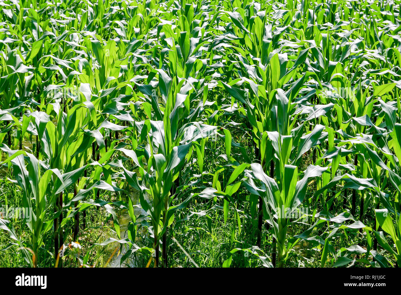green field of corn growing up in farm Stock Photo Alamy